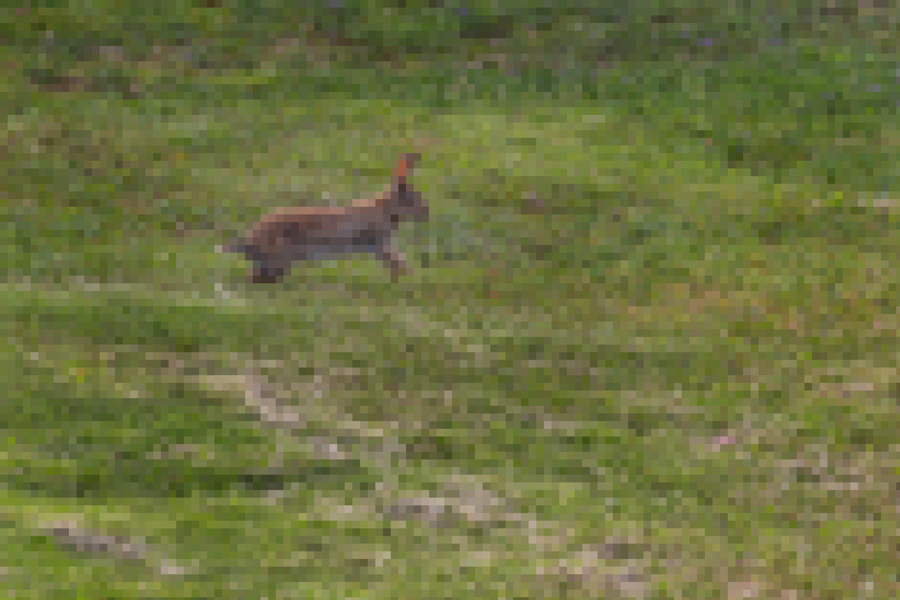 Ein graues Kaninchen springt, mit den Vorderbeinen in der Luft, über eine grüne Wiese.