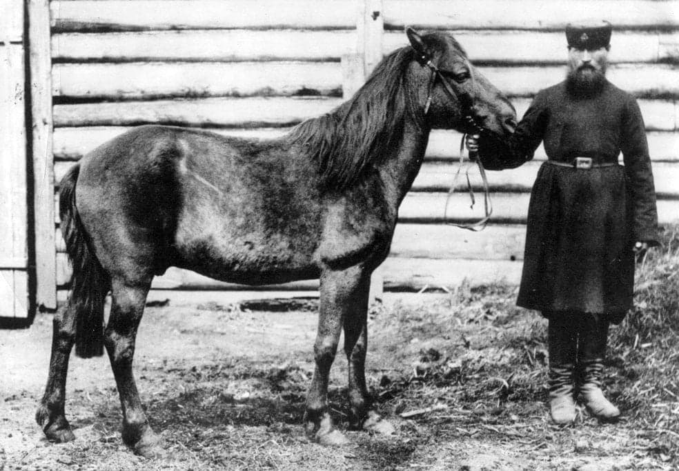Schwarzweißfoto von einem kleinen, dunklen, stämmigen Pferd, das von einem bärtigen Mann in Uniform am Halfter gehalten wird.