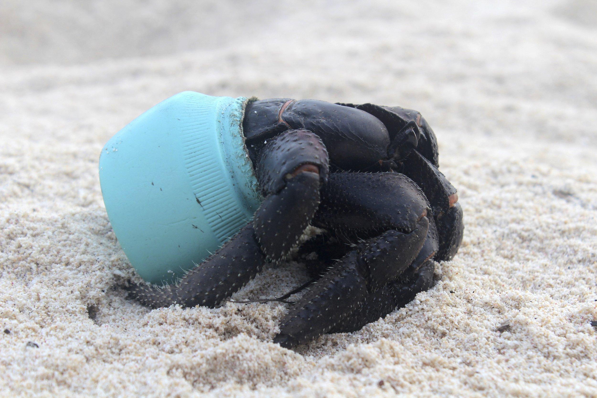 Eine schwarze Krabbe krabbelt über den Sand. Statt einer Muschel steckt ihr hinterer Teil in einem hellblauen Stück Müll aus Plastik.