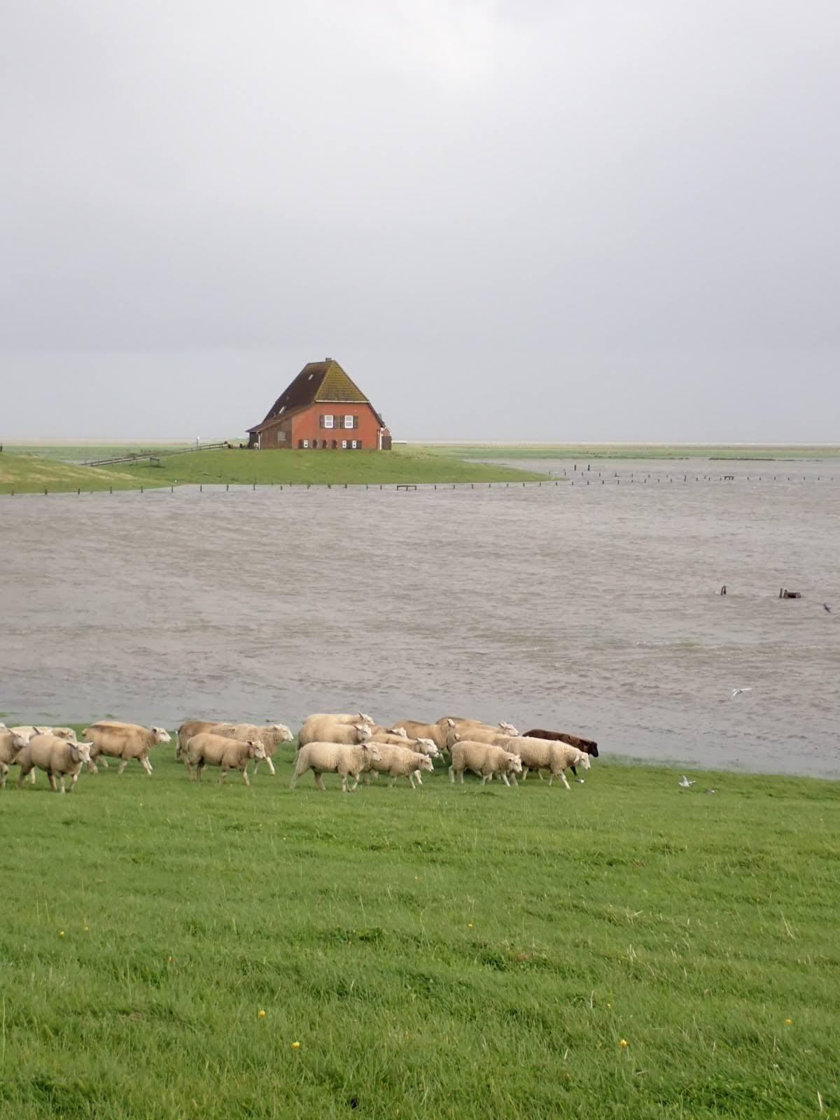 Landunter: Wenn das Meer kommt, ziehen sich Mensch und Schaf auf die Warften zurück und warten, bis das Wasser wieder abläuft.