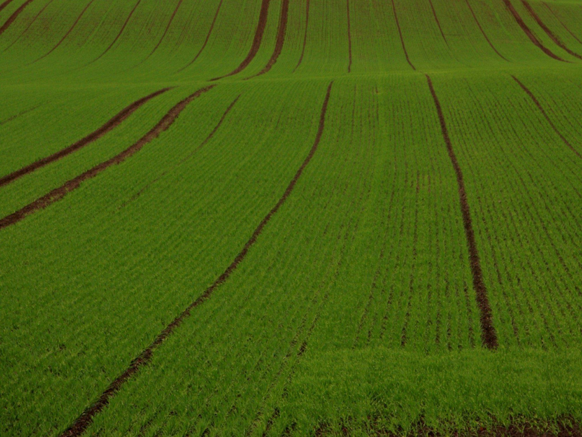 Man sieht ein großes landwirtschaftliches Feld.