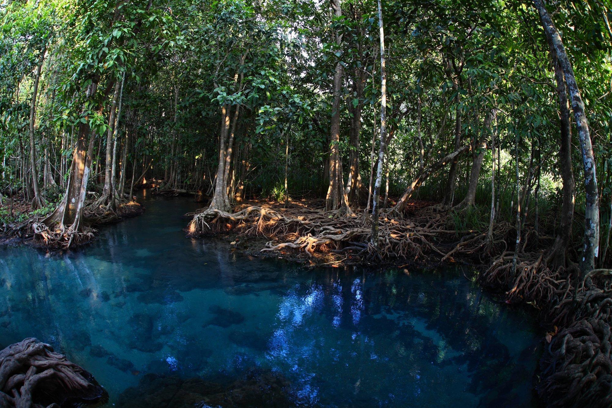 Mangrovenbäume in einer blauen Lagune.