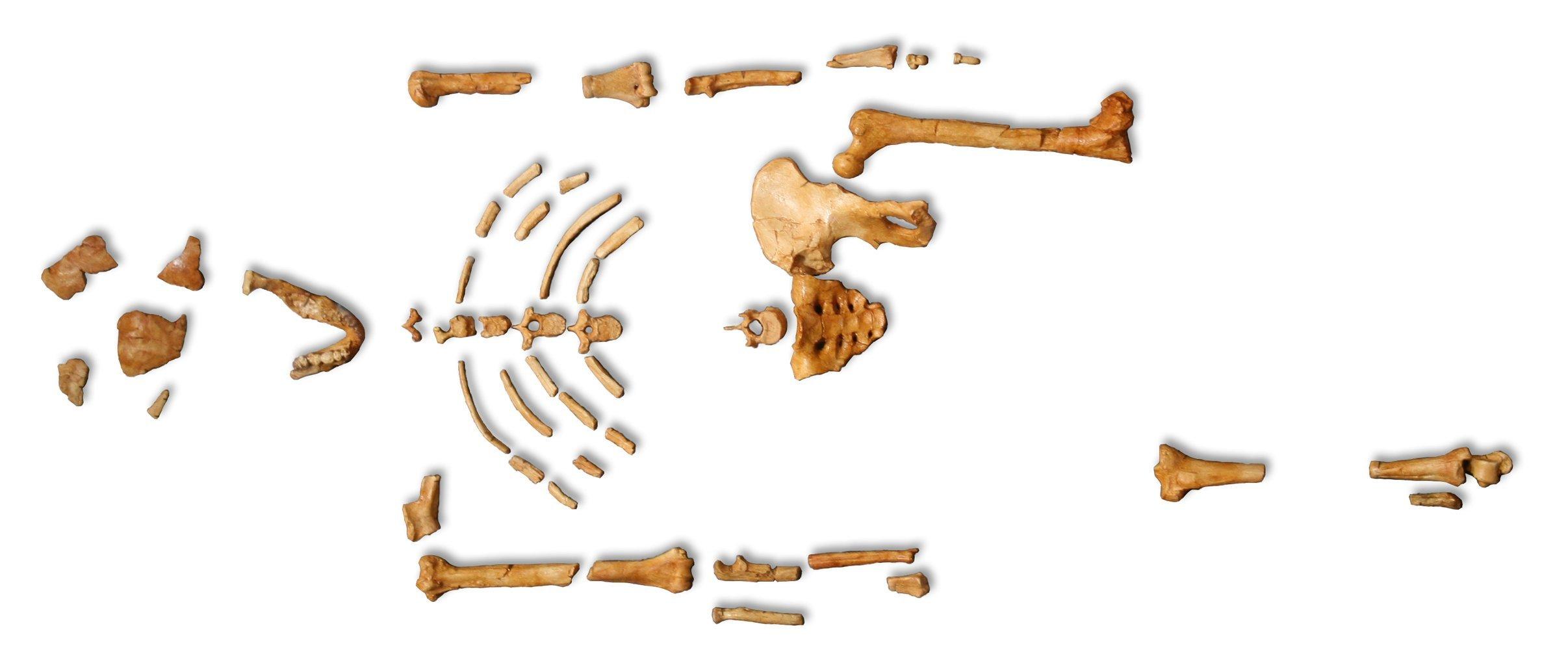 Das Bild zeigt eine Nachbildung der fossilen Relikte – Teile von Arm- und Beinknochen, der Hüfte, des Brustkorbs und Schädels – von „Lucy“, die im Jahr 1974 gefunden wurden. Die Entdeckung des Skeletts war eine Sensation, denn das Wesen konnte aufrecht gehen, obwohl es in vielem noch einem Schimpansen ähnelte.