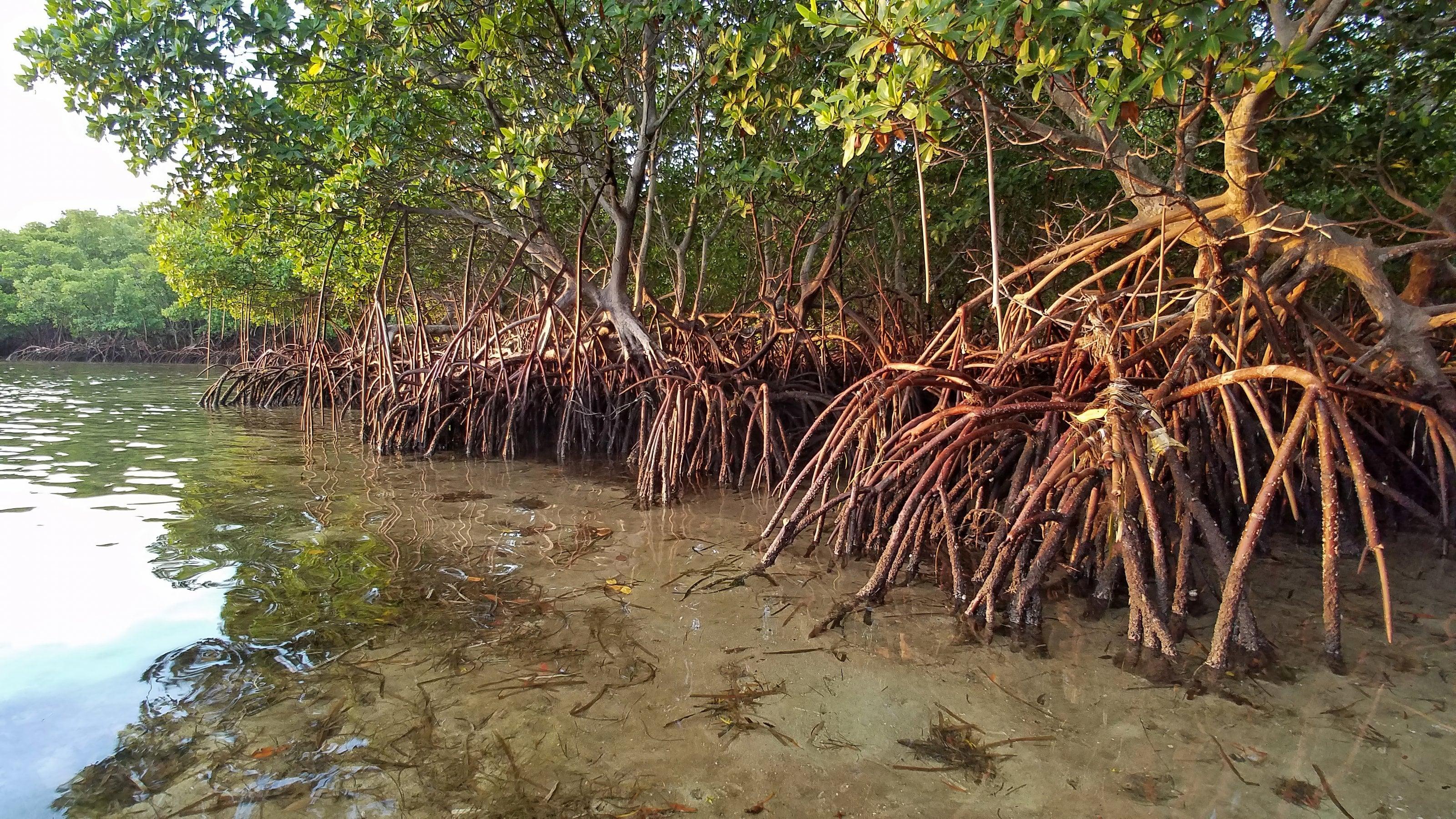 Mangroven wachsen mit ihren stelzenartigen Wurzeln im Wasser an einer Küste.