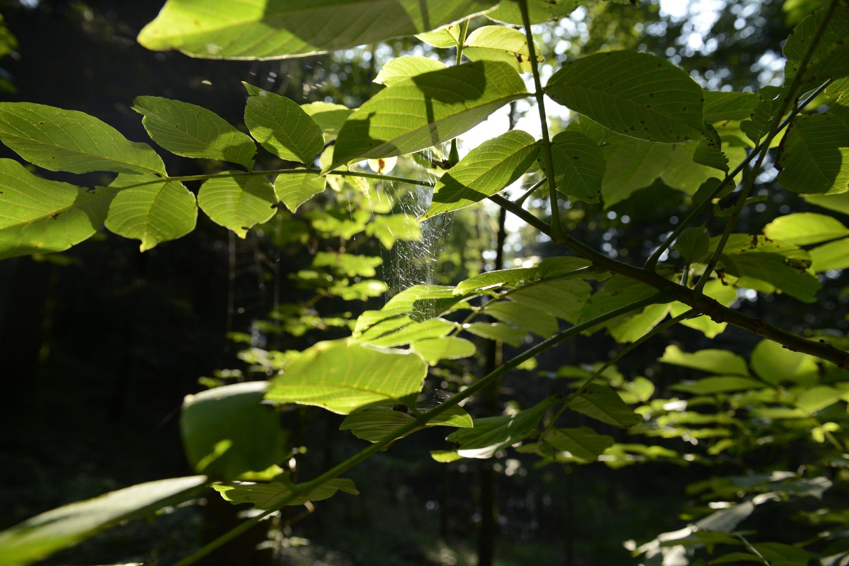 Ein Spinnennetz klebt zwischen Zweigen eines Baums im Meggerwald, Luzern.
