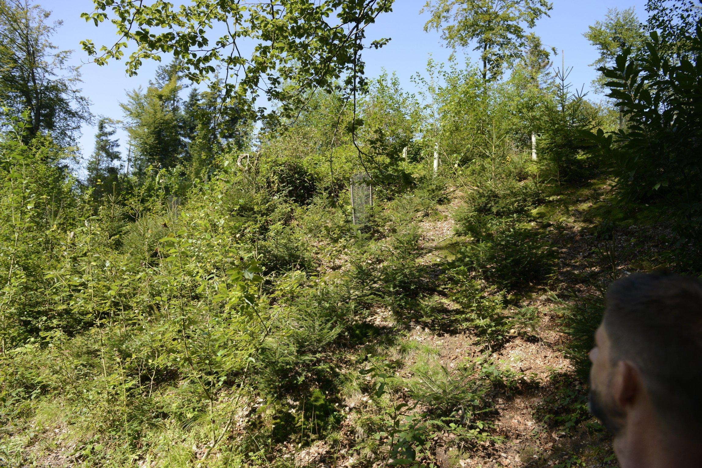 Jungpäume wachsen, umzäunt, auf einer Waldparzelle.