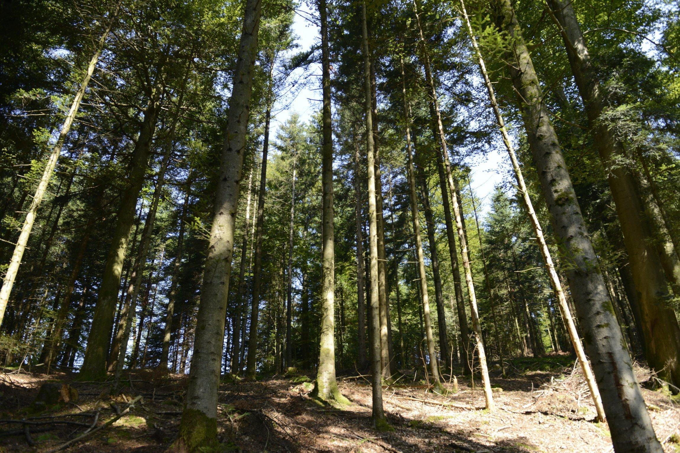 Man sieht die dünnen, hohen Fichten im Meggerwald, Luzern.