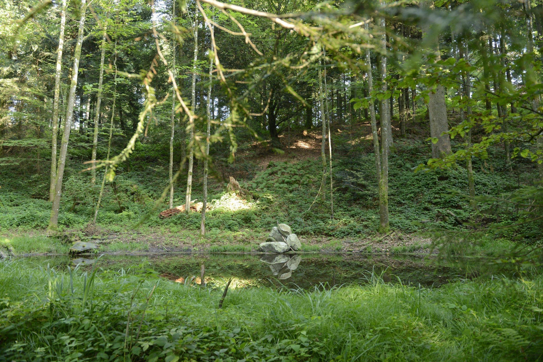 Man sieht einen umwucherten Waldweiher im Luzerner Meggerwald.