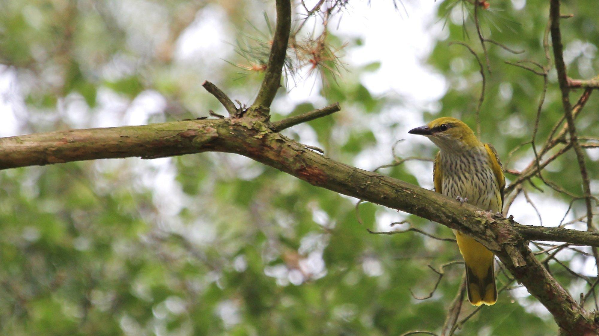 Ein Pirol sitzt auf einem Ast.