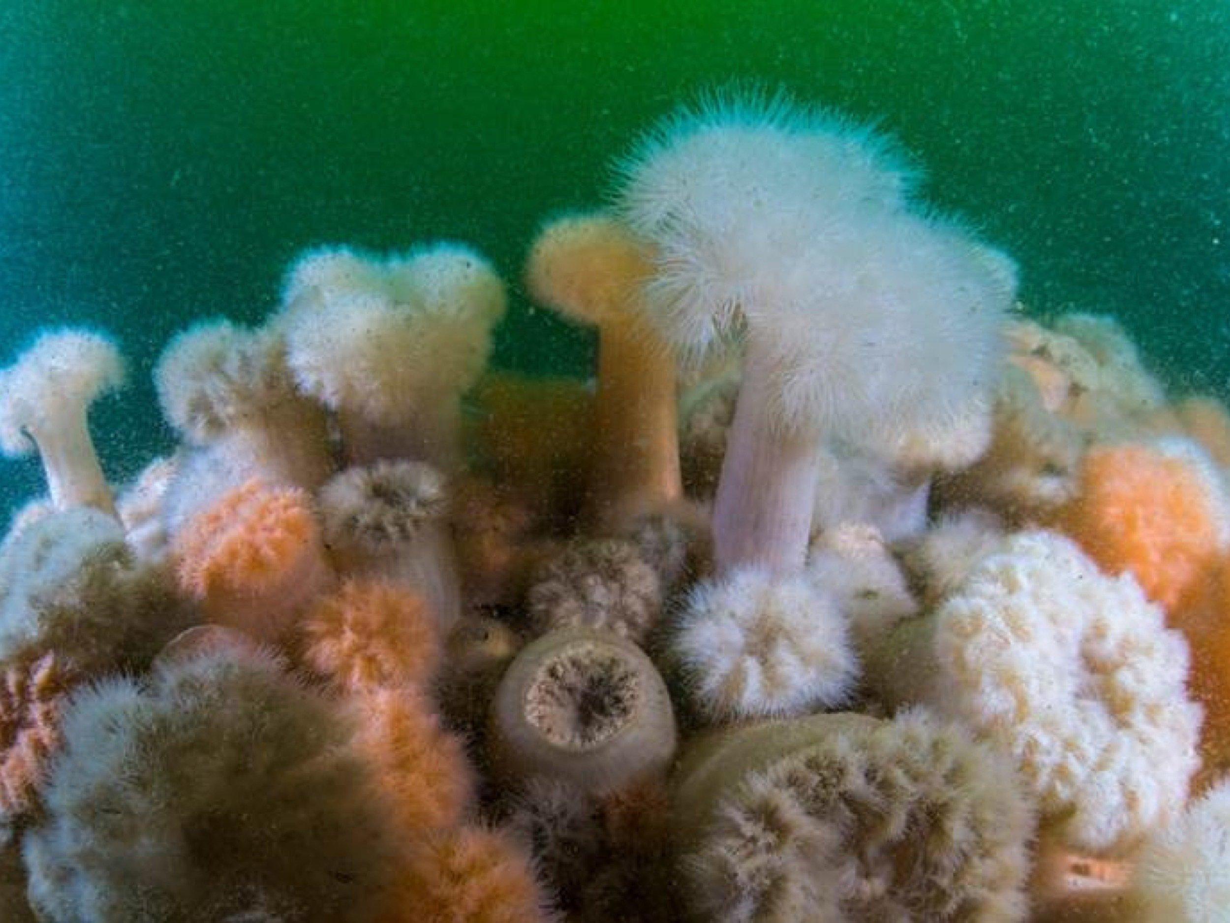 Anemonen und andere Weichtiere in bunter Vielfalt in trübem Nordseewasser.