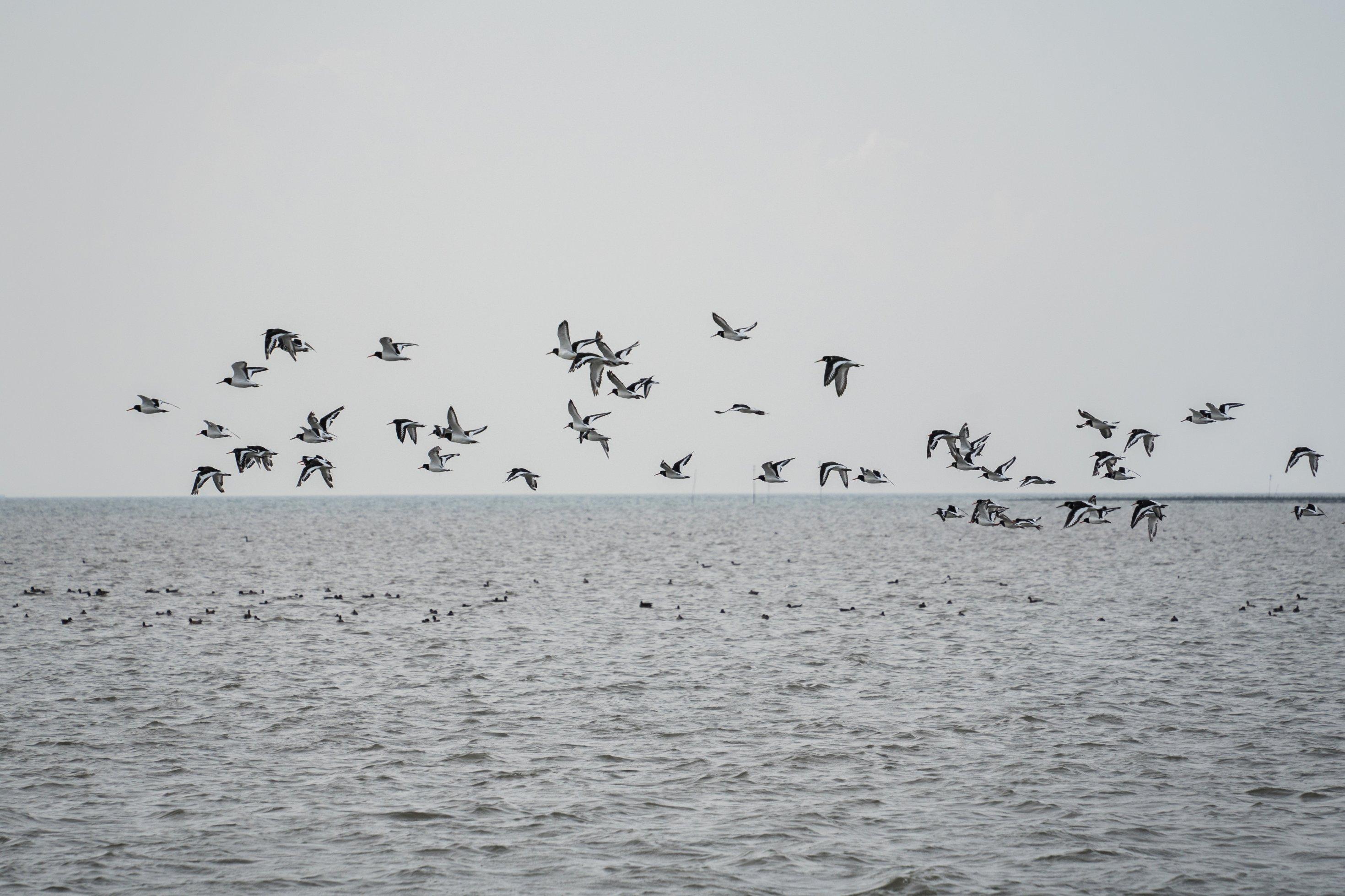 Ein Schwarm Vögel fliegt über das Meer