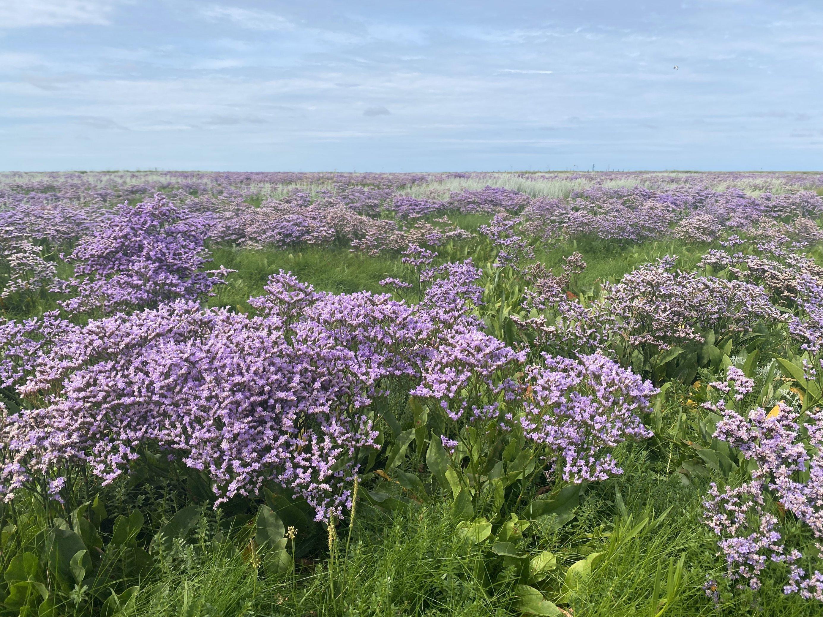 Lila Blumen in einer grünen Wiese