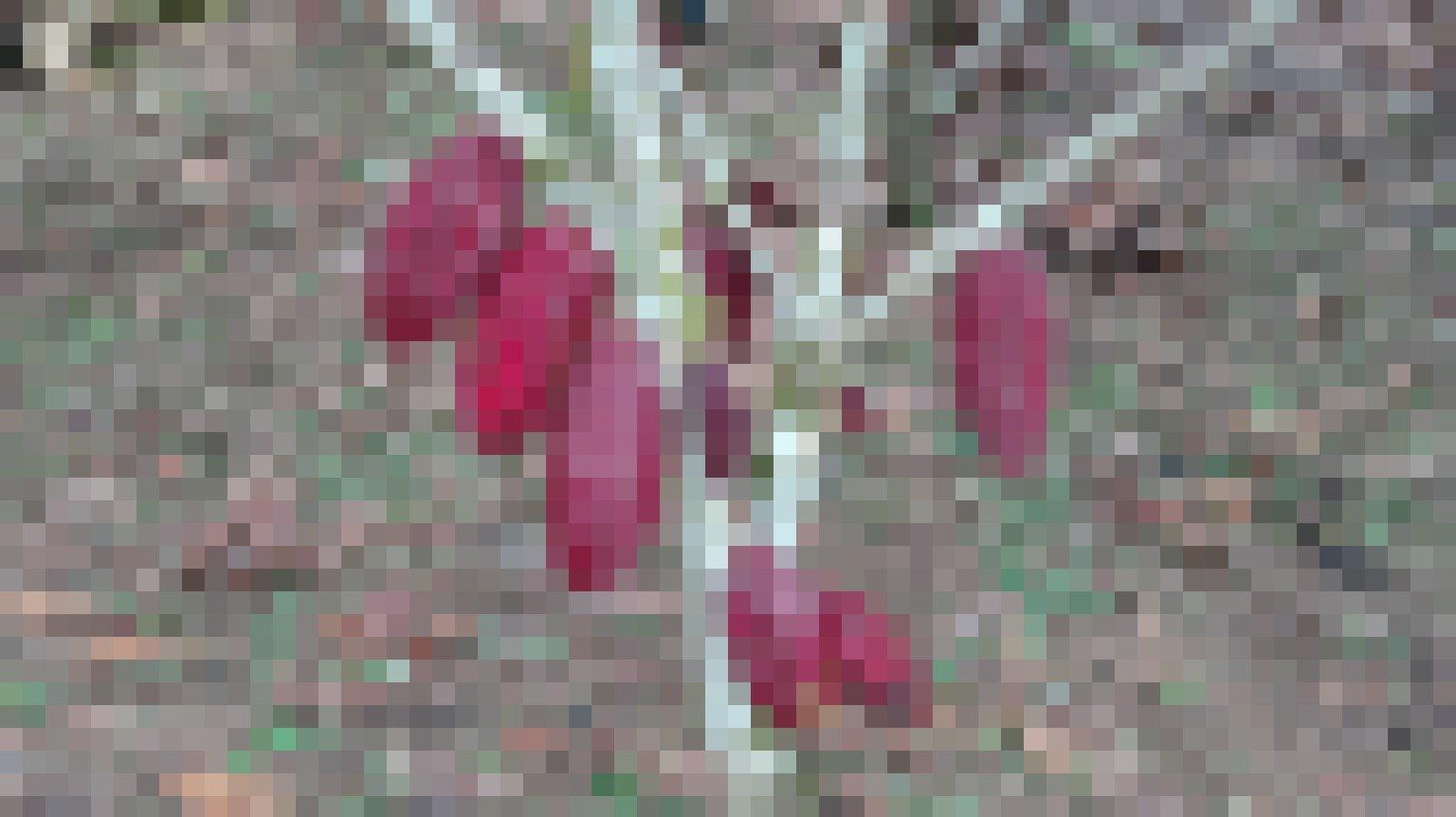 Baum mit Kakaofrüchten