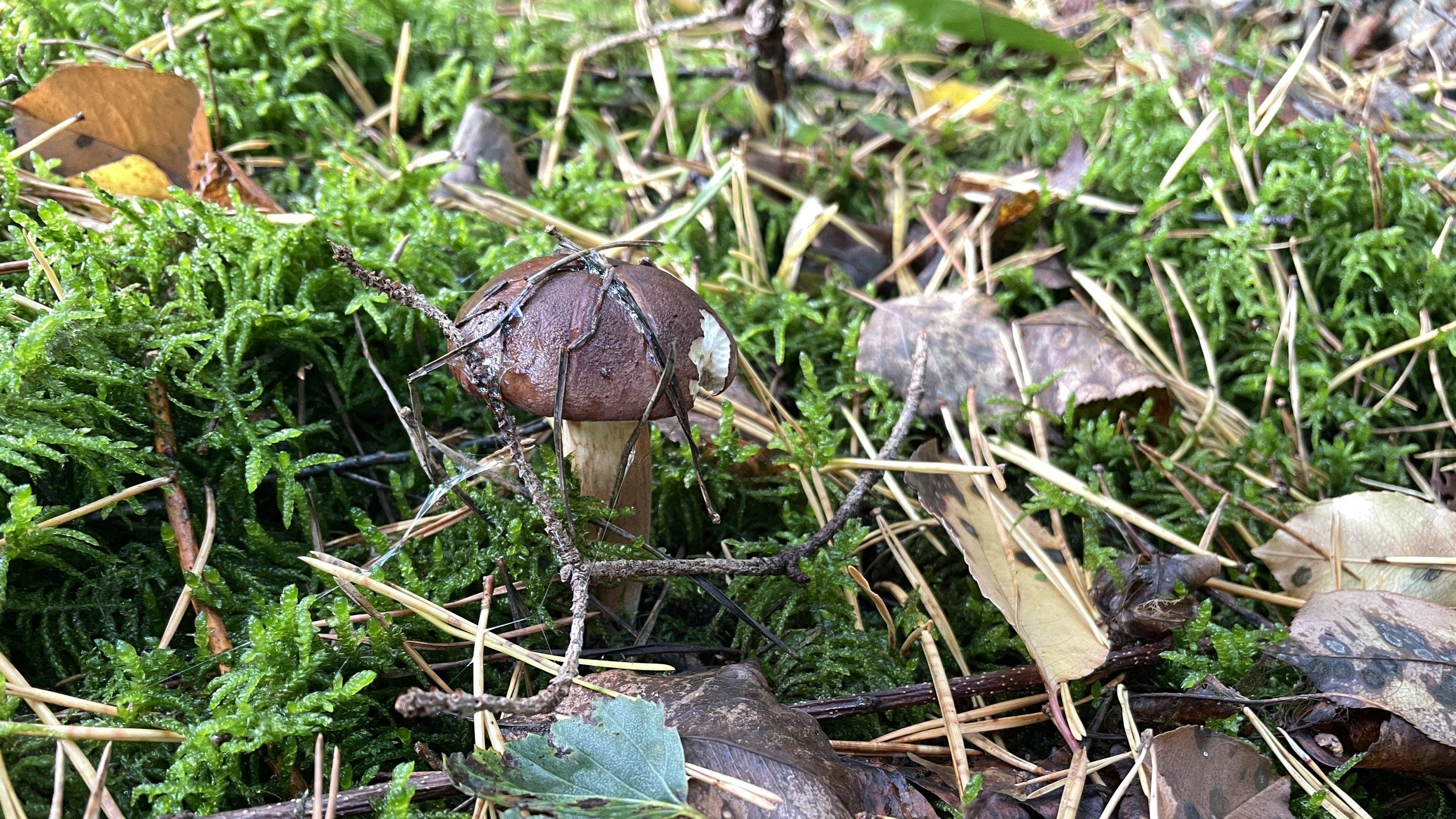Ein Maronenröhrling auf dem Waldboden zwischen Laub und Moos.