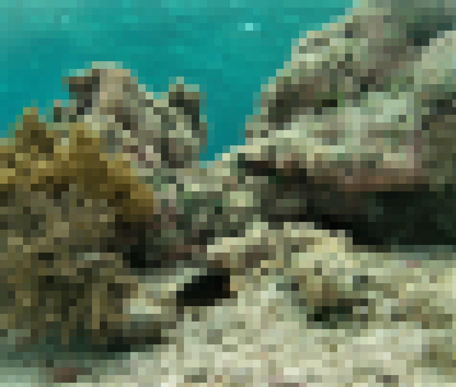 Unterwasserfoto von einem dunklen Rifffisch mit hellen Punkten, der in die Kamera blickt und von Riffstrukturen umgeben ist.