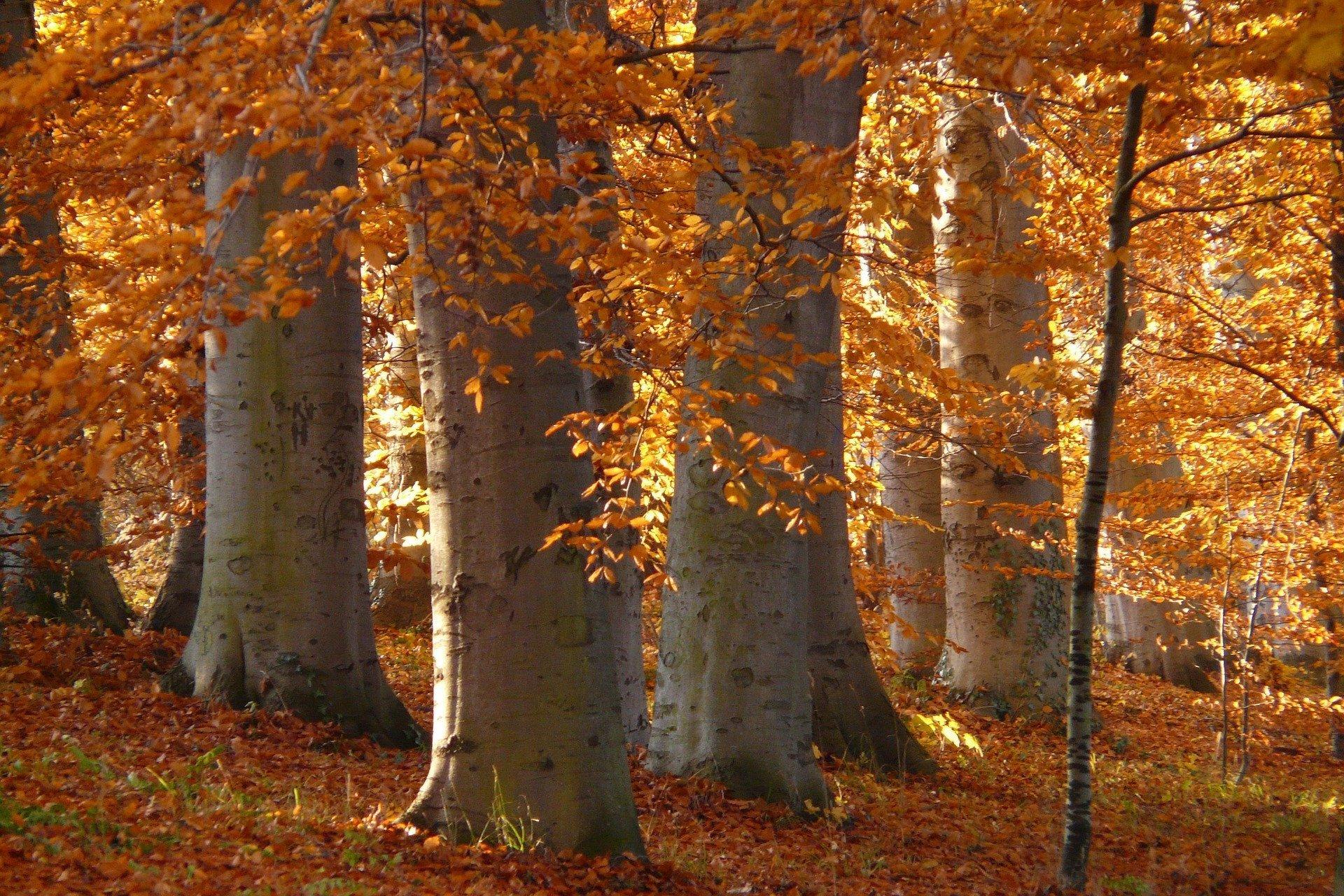 Buchenwald im Herbst mit orange-gelben Blättern.