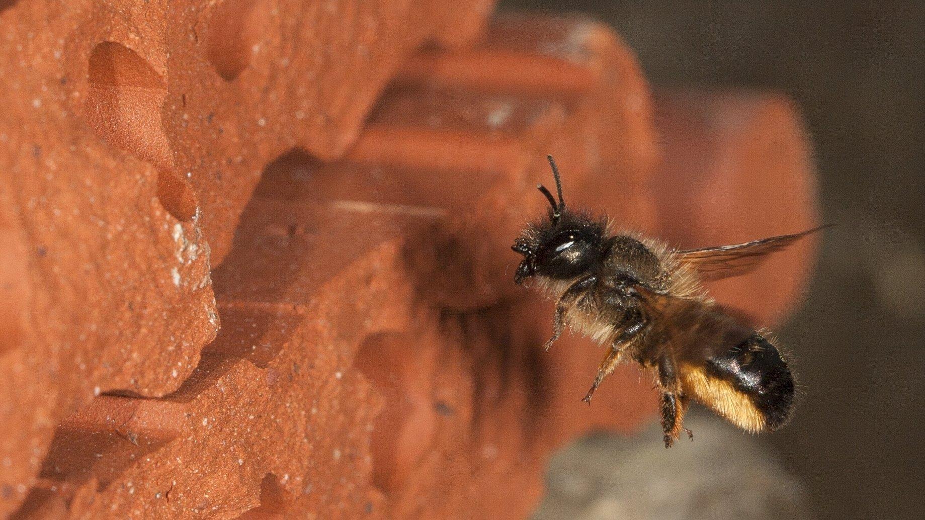 Eine Mauerbiene fliegt auf der Nestsuche Ziegelsteine an.