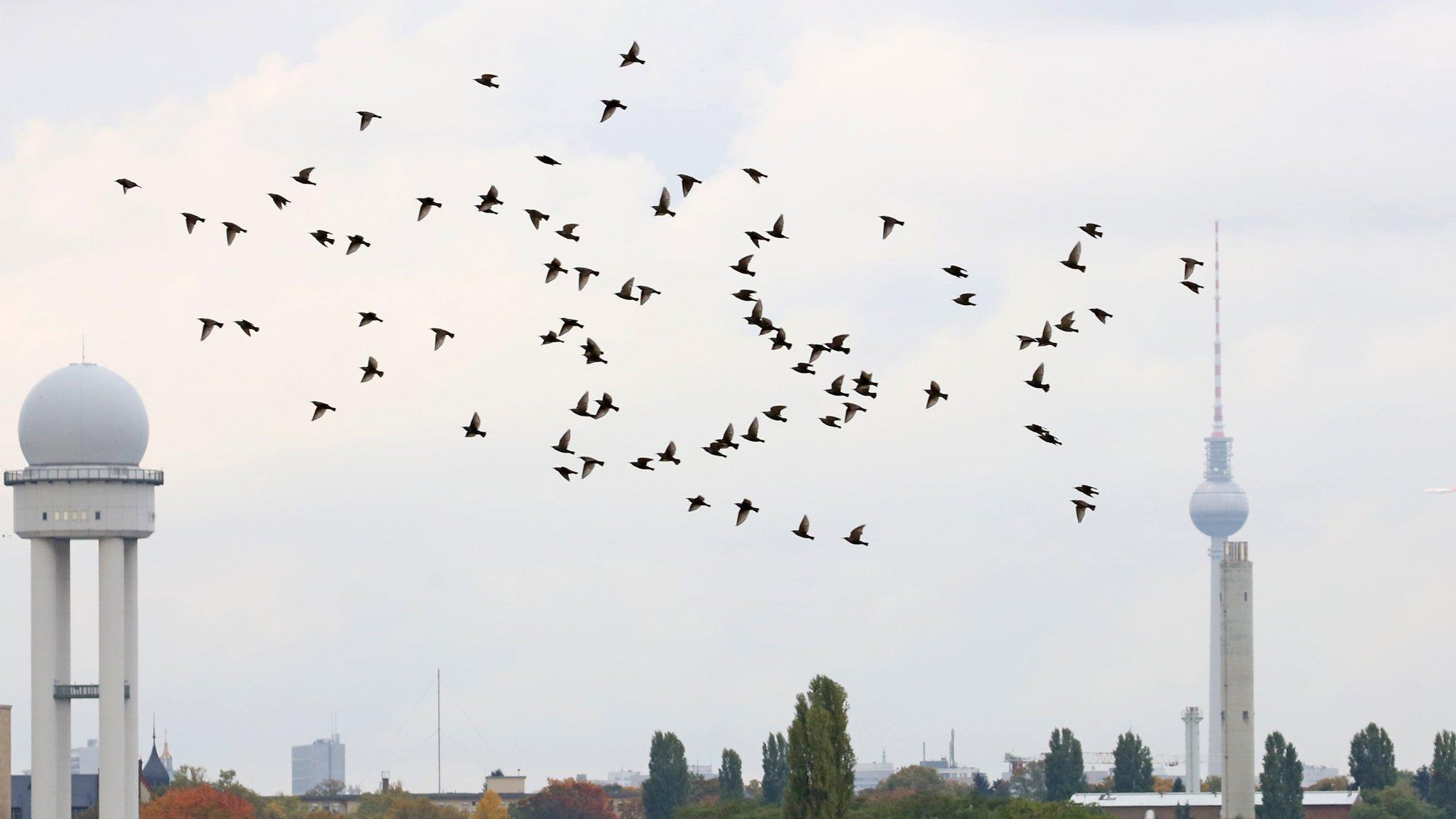 Das Bild stellt die Vögel auf dem früheren Flughafengelände dar. Im HIntergrund ist der alte Kontrolltower zu sehen, zudem der Berliner Fernsehturm.
