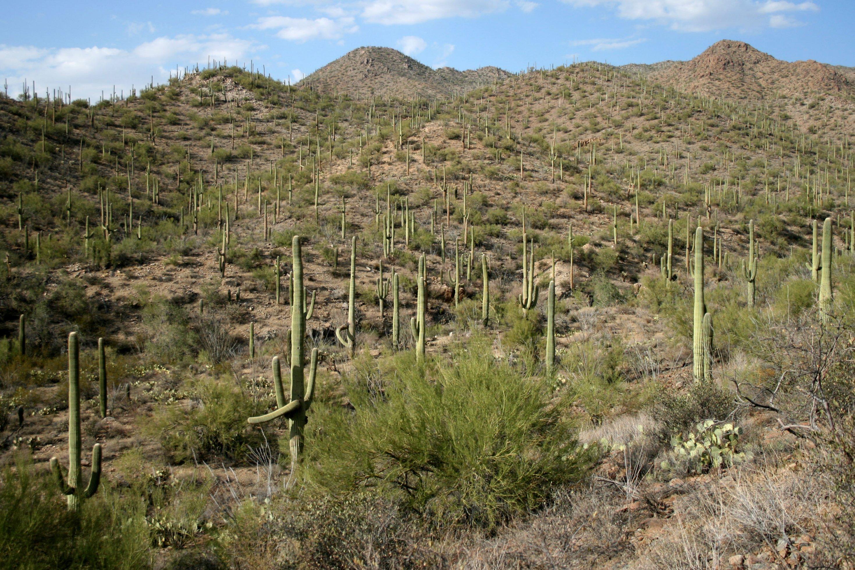 Die Charakterpflanzen der Sonora-Wüste, die Saguaro-Kakteen, sind wahrhafte Wassertürme. Sie werden bis zu zwanzig Meter hoch und können in ihrem schwammähnlichen, dehnbaren Gewebe bis zu 8000 Liter Wasser speichern.