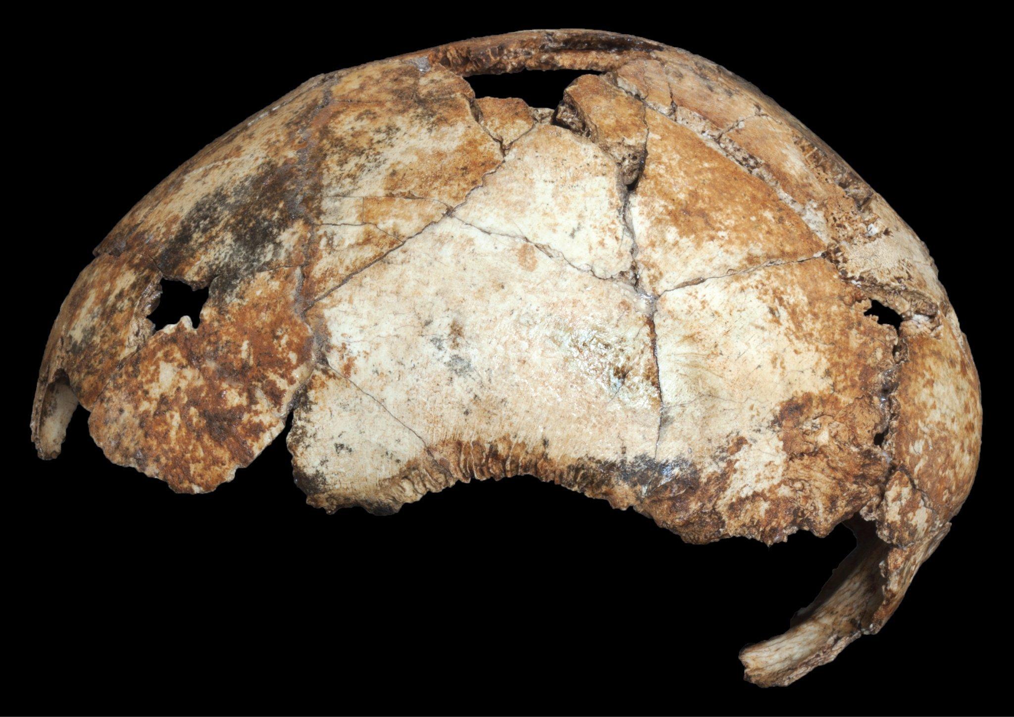 Zu sehen ist die aus Bruchstücken zusammengesetzte, bräunlich-weiße Schädeldecke eines Homo erectus, auch Homo ergaster genannt. Das Fossil aus der Fundstätte Drimolen ist rund zwei Millionen Jahre alt.