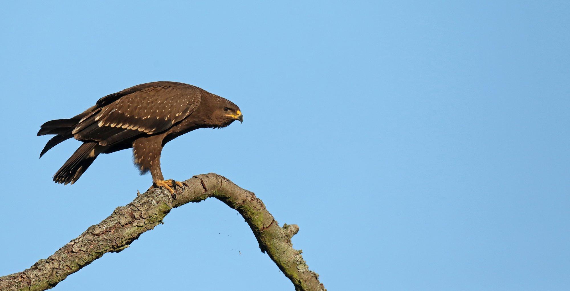 Ein junger Schreiadler sitzt in einem abgestorbenen Baum