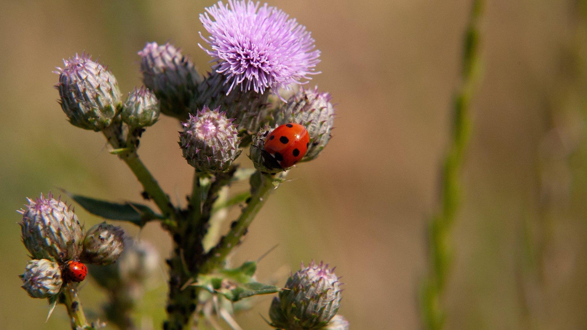 Zwei rot-schwarze Marienkäfer sitzen auf einer hellvioletten Distel.