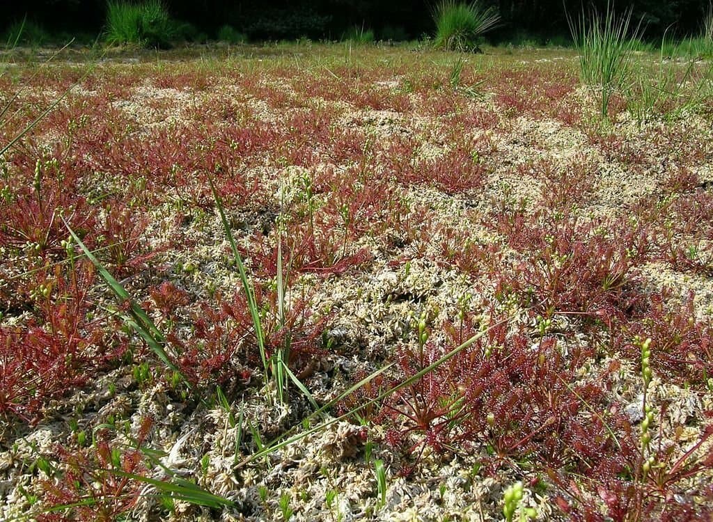 EIn locker gewebter Teppich von Sonnentaublüten bedeckt eine Moorfläche in der Südheide