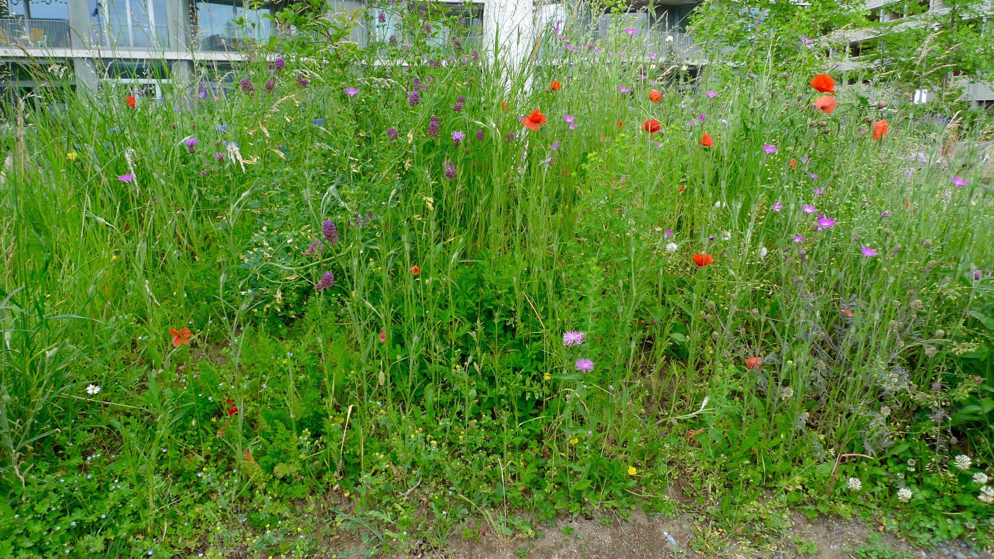Ein buntes Stück Natur mit Klatsch-Mohn mitten im Zürcher Industriequartier.