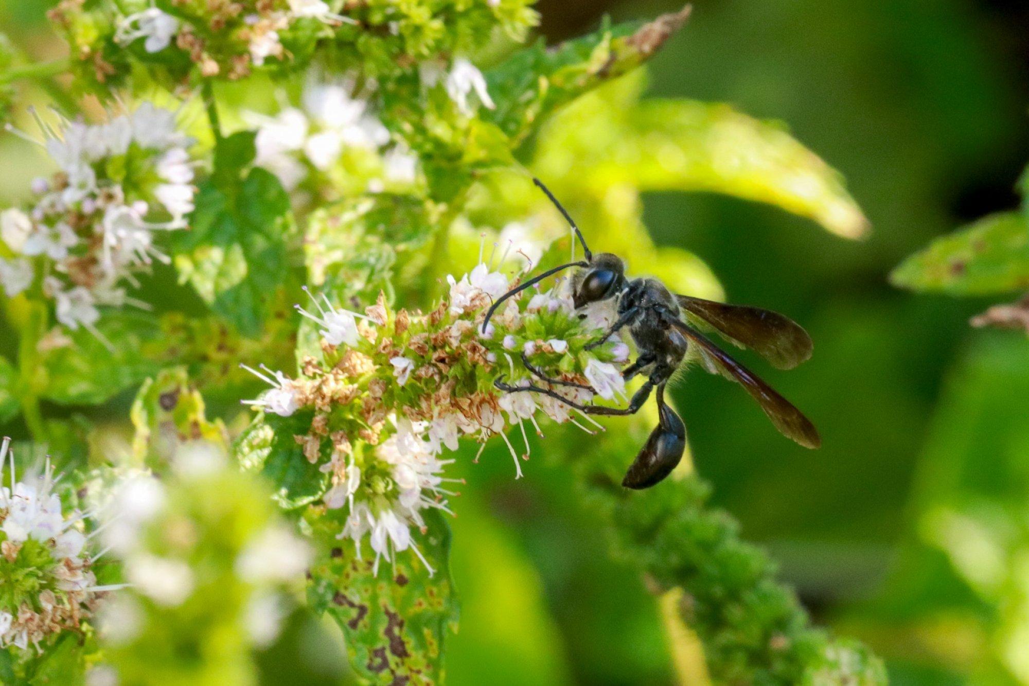 Eine schlanke schwarze Wespe mit dunklen Flügeln sitze auf einer Pfefferminz-Ähre.