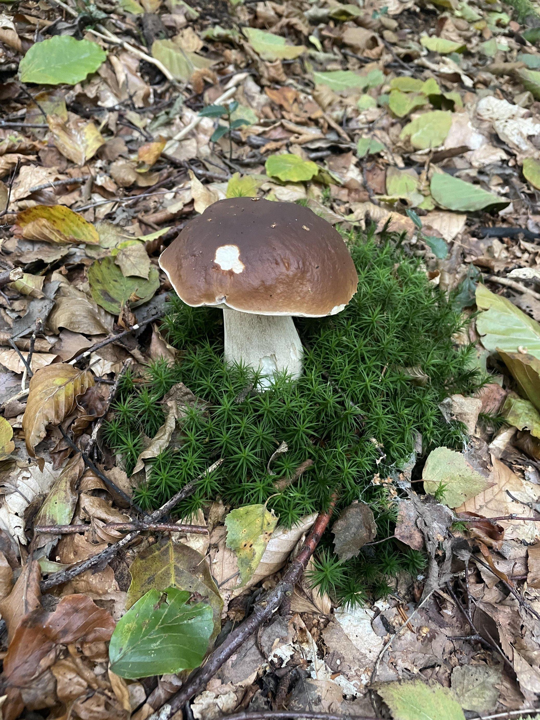Steinpilz, leicht angeknabbert, wächst im Moos.