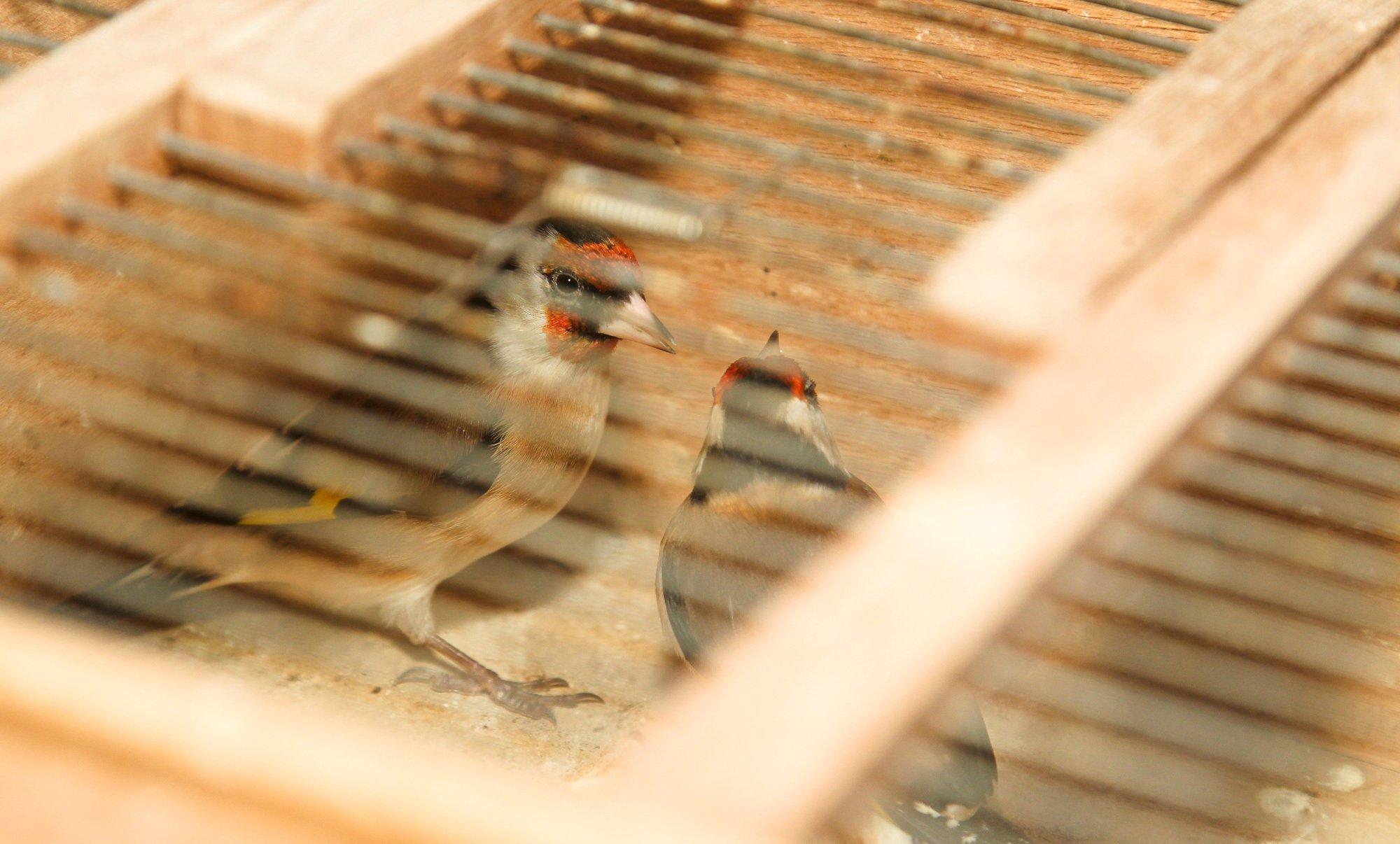 Zwei bunte Vögel lugen durch enge Gitterstäbe eines Käfigs.