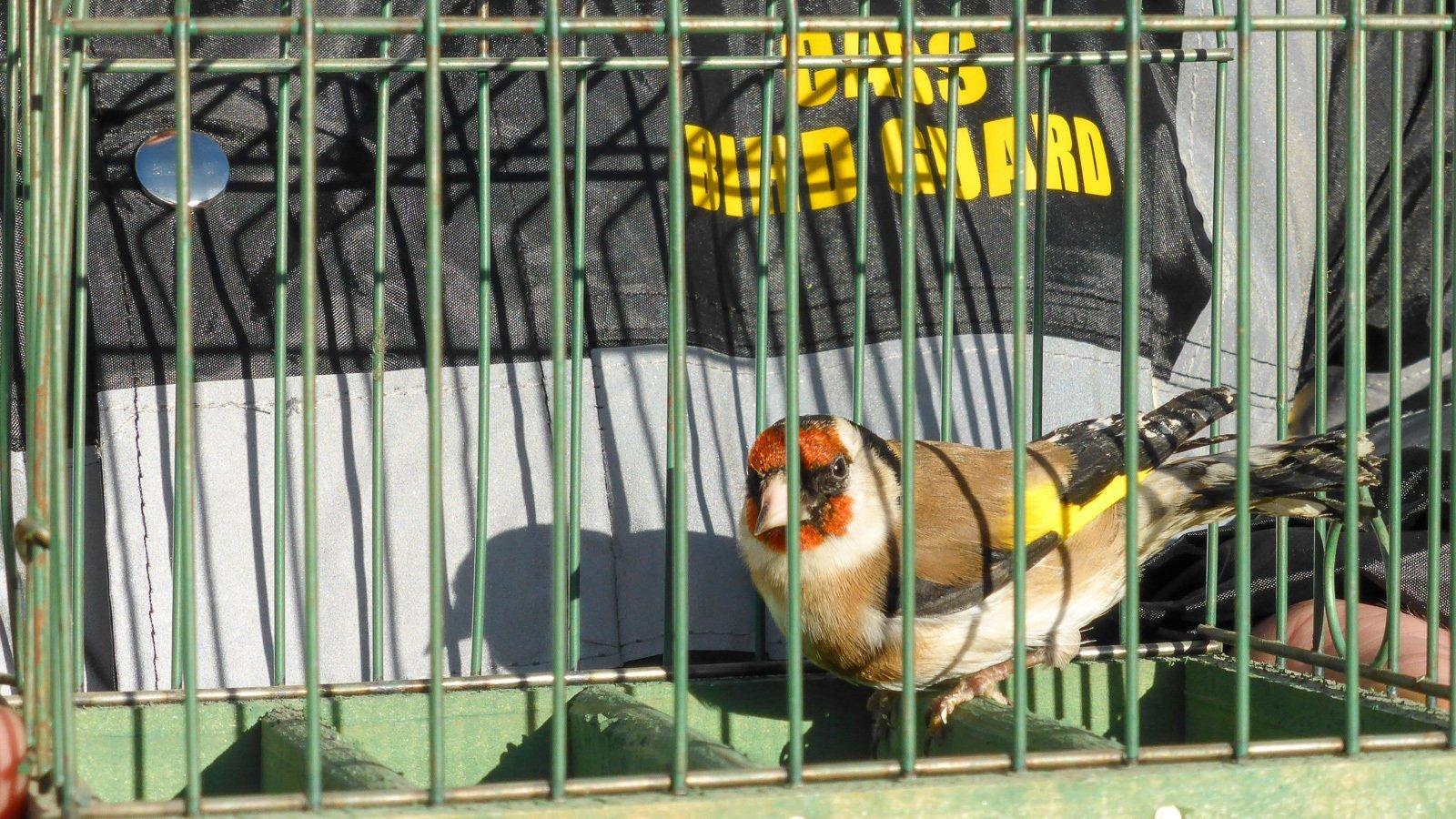 Ein Vogel mit rotem Gesicht, schwarzer Maske, weißem Hals und braunen Flügeln mit gelben Streifen sitzt in einem Käfig.