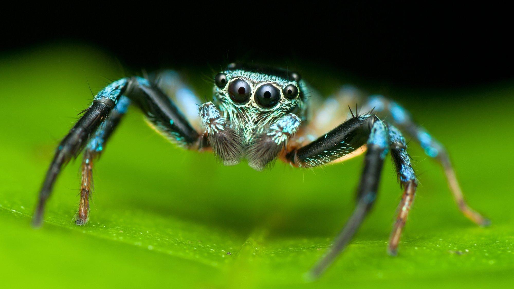 Eine blaugrüne Spinne in Nahaufnahme auf grünem Blatt mit behaarten Beinen und vier sichtbaren Augen