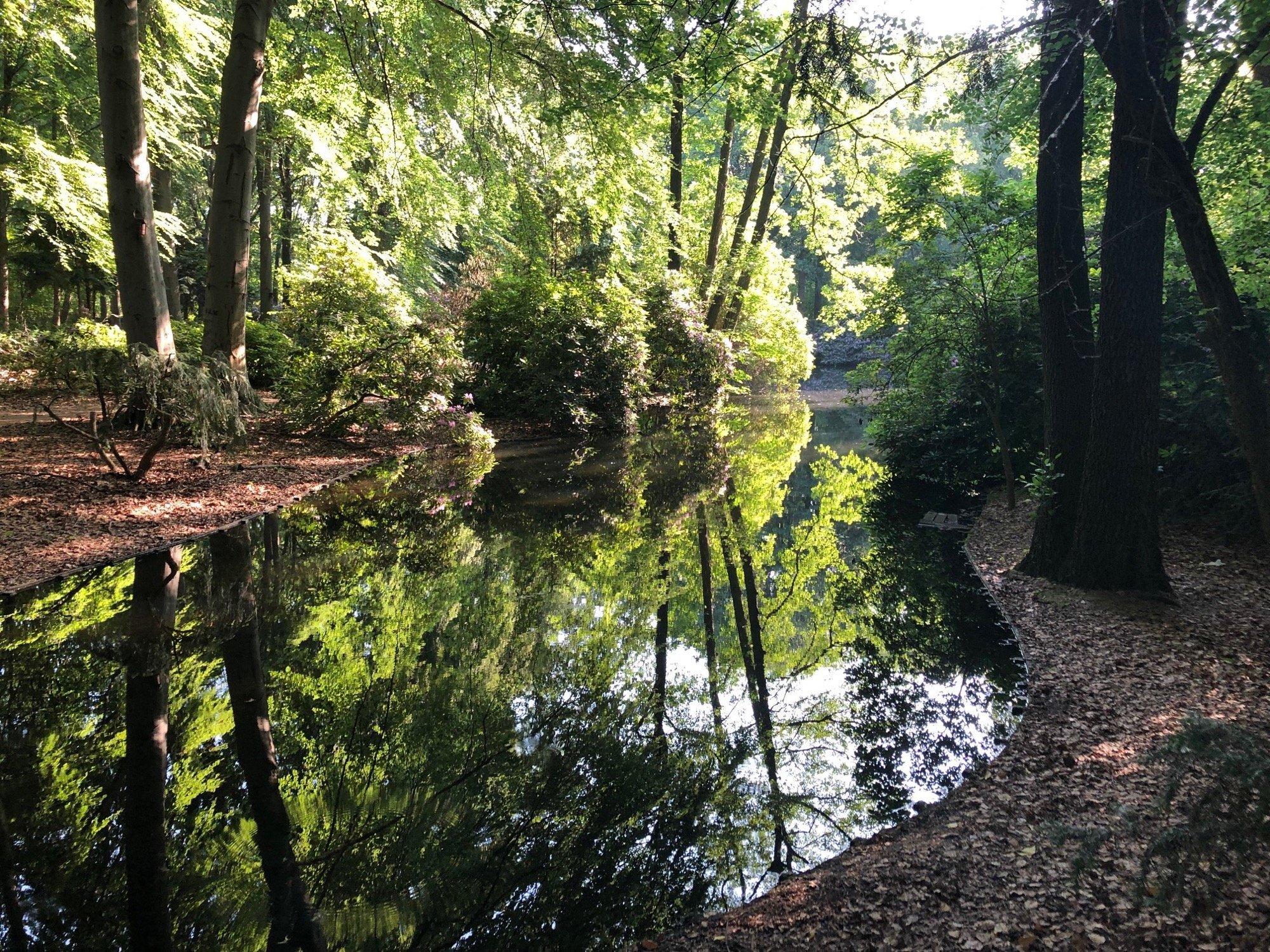 Tümpel im Berliner Tiergarten.