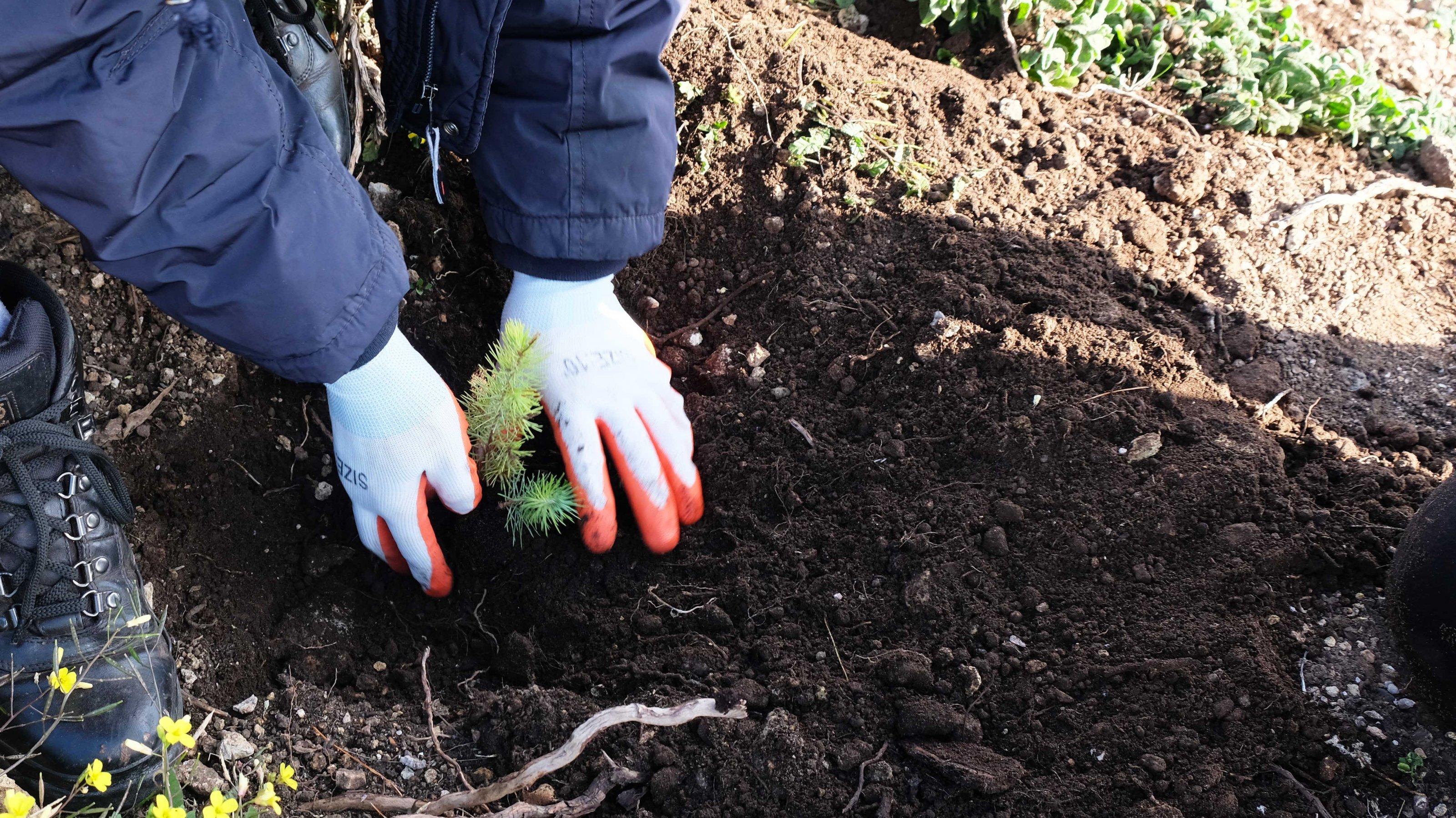 Eine Hand mit Handschuhen drückt Erde um einen Setzling herum an