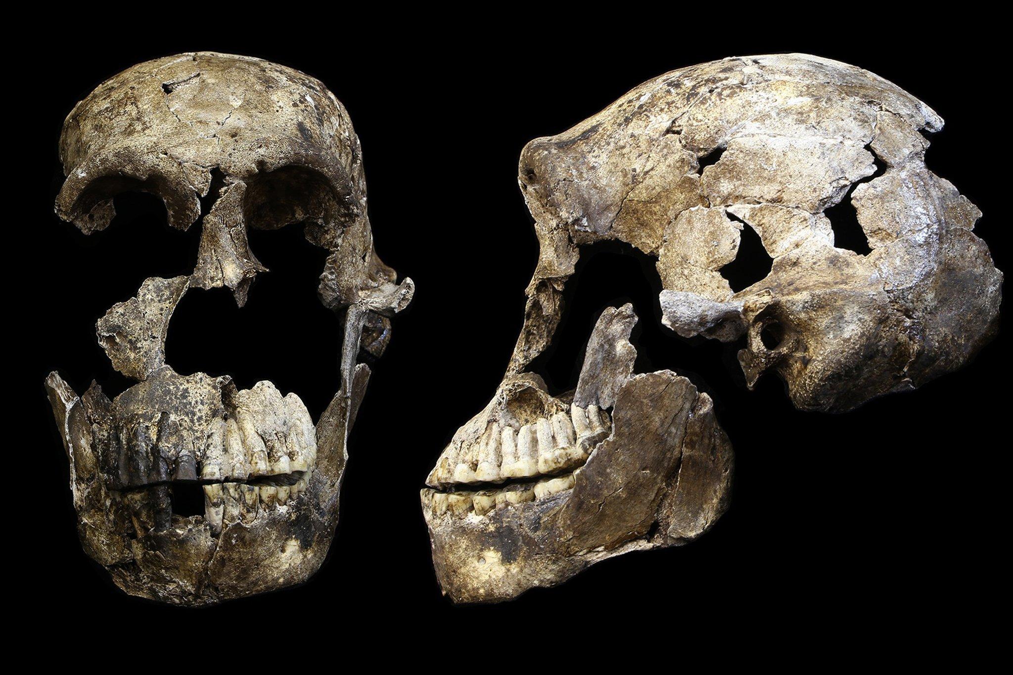 Vor schwarzem Hintergrund ist der weitgehend erhaltene fossile Schädel eines Urmenschen zu sehen, sowohl von der Seite als auch von vorn: Der Hirnbereich ist klein, dicke Knochenwülste liegen über den Augen und die Kiefer sind kräftig ausgebildet.