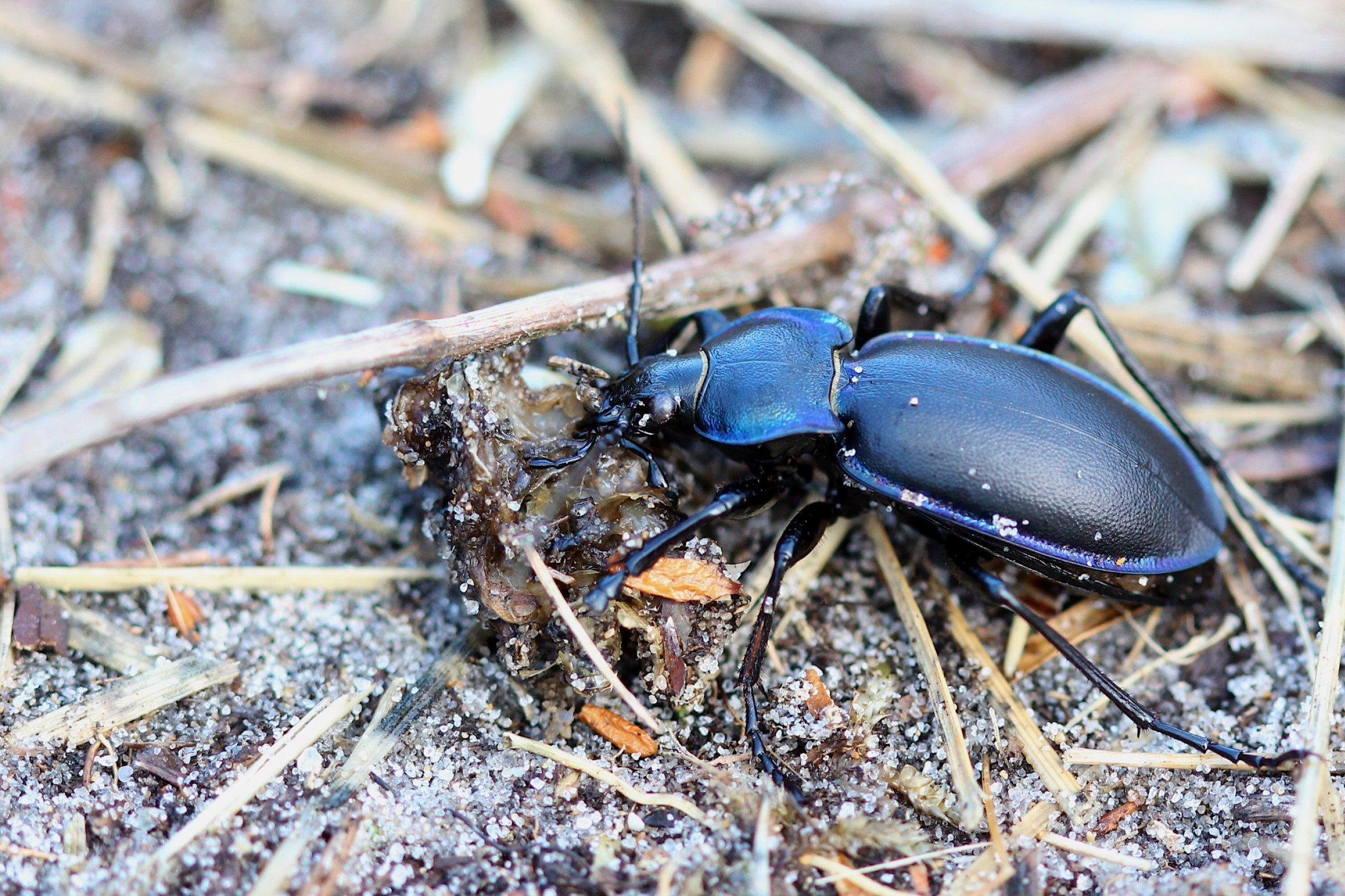 Ein großer schwarzer Käfer, der violett-blau schimmert, läuft über sandigen Boden, auf dem Ästchen und Grashalme liegen.