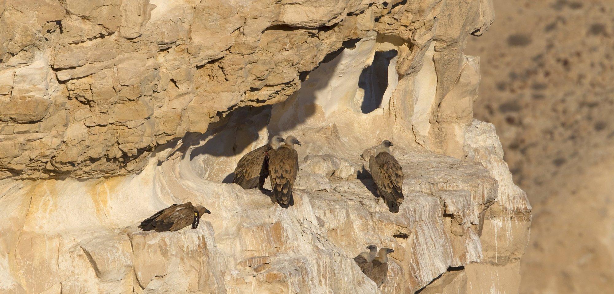Eine Gruppe Gänsegeier sitzt in einer Felswand