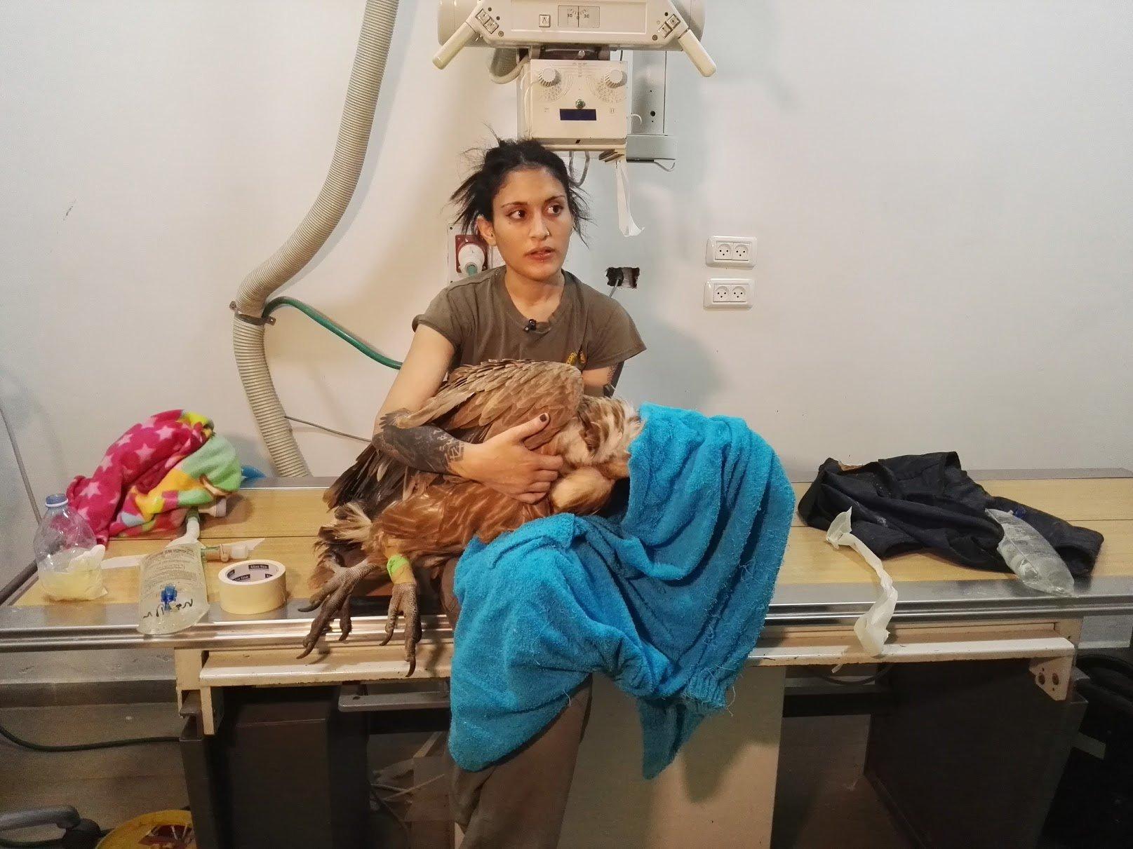 Eine Tierpflegerin im Ramat-Gan-Tierhospital von Tel Aviv hält Geier „S98“ vor dem Gesundheitscheck. Die Untersuchung ergab, dass er keine bleibenden Schäden durch seine Odyssee davongetragen hat.