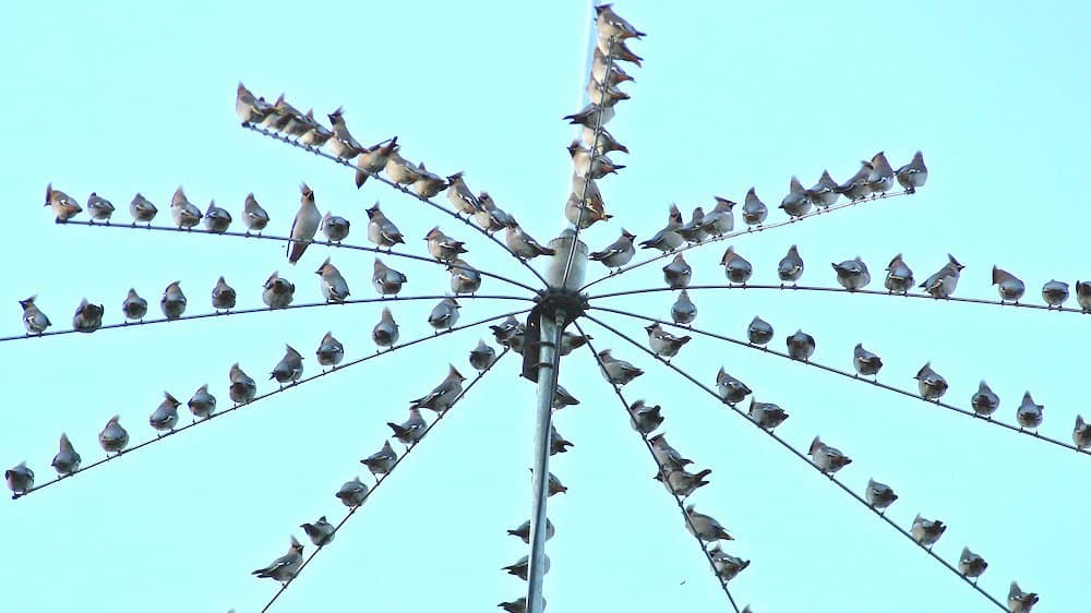 Eine Gruppe Seidenschwänze rastet auf einer Antenne.