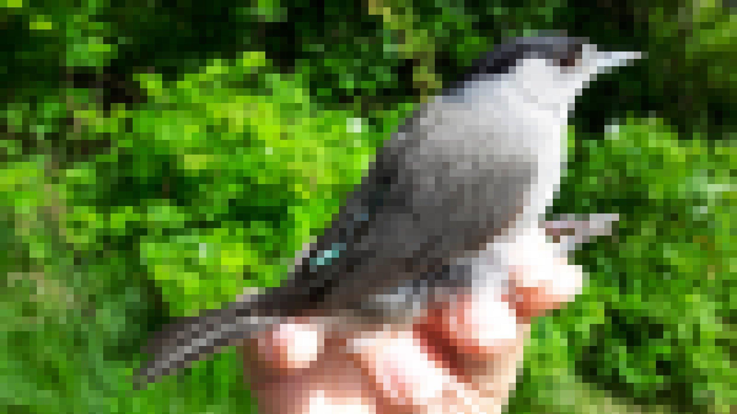Ein Mönchsgrasmückenmännchen, ein grauer Vogel mit schwarzer Kappe, mit einem kleinen Peilsender auf dem Rücken