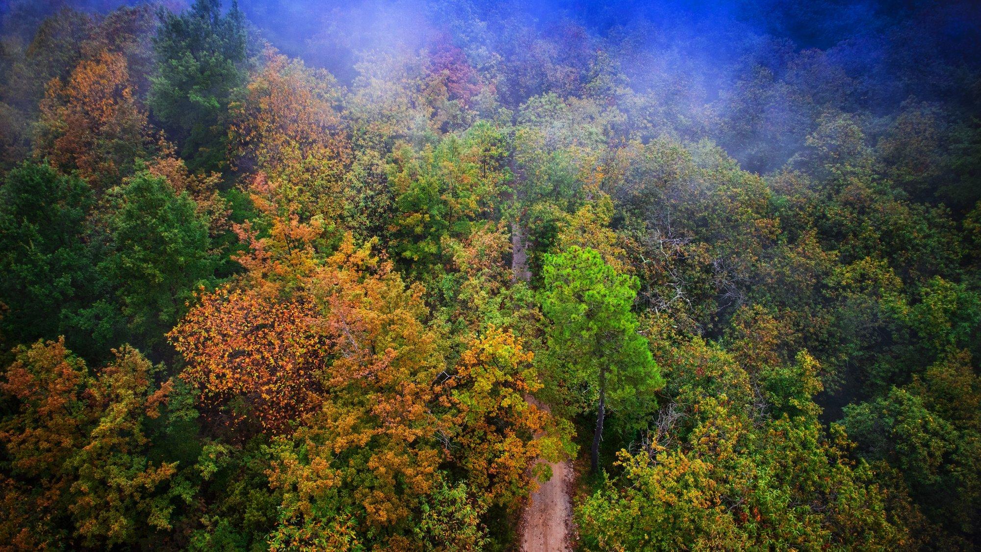 Luftbild eines Waldes mit farbenfrohem Herbstlaub