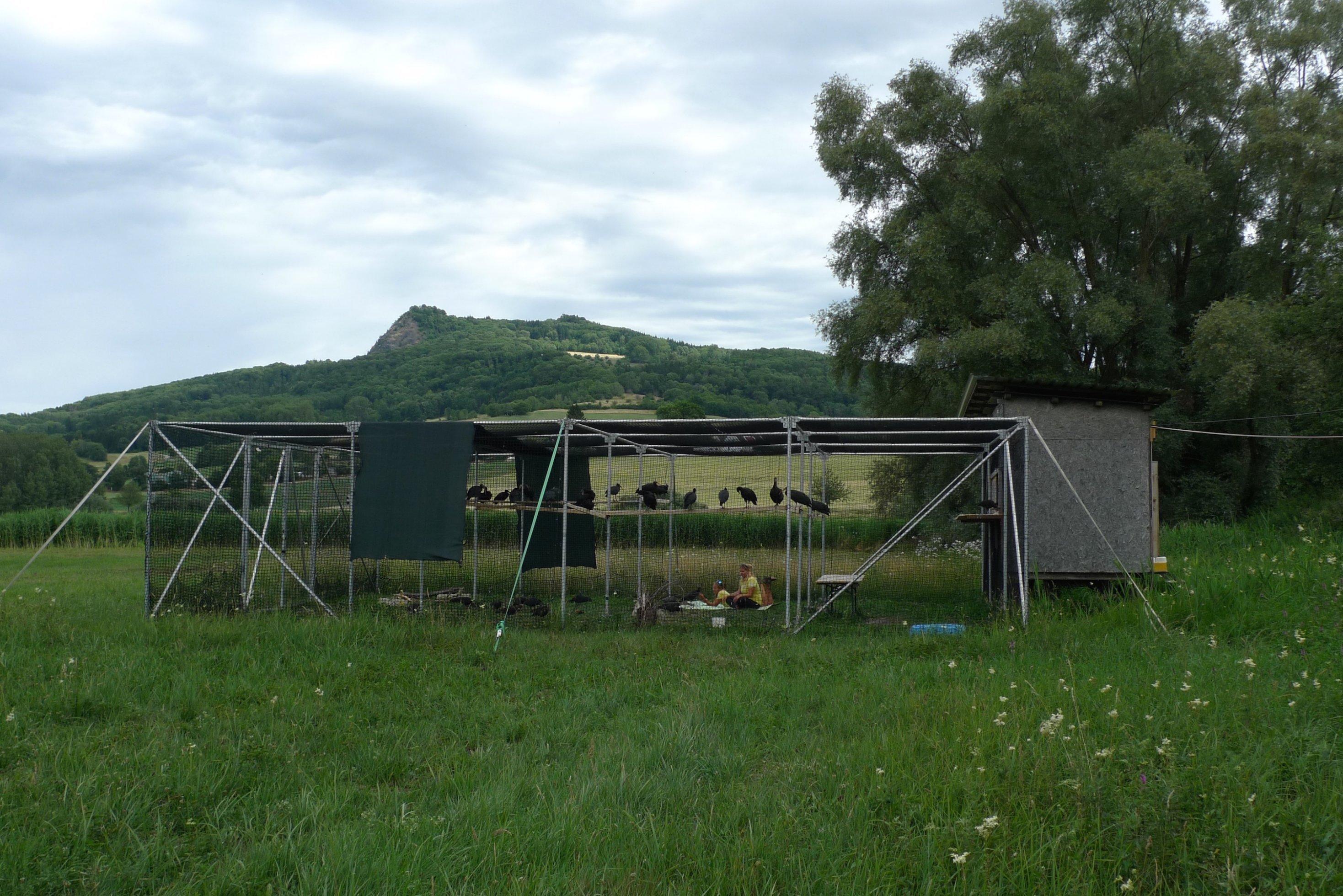Die Voliere mit 35 Waldrappen und den Ziehmüttern Barbara Steininger und Helena Wehner vor dem Hohentstoffeln bei Binningen.