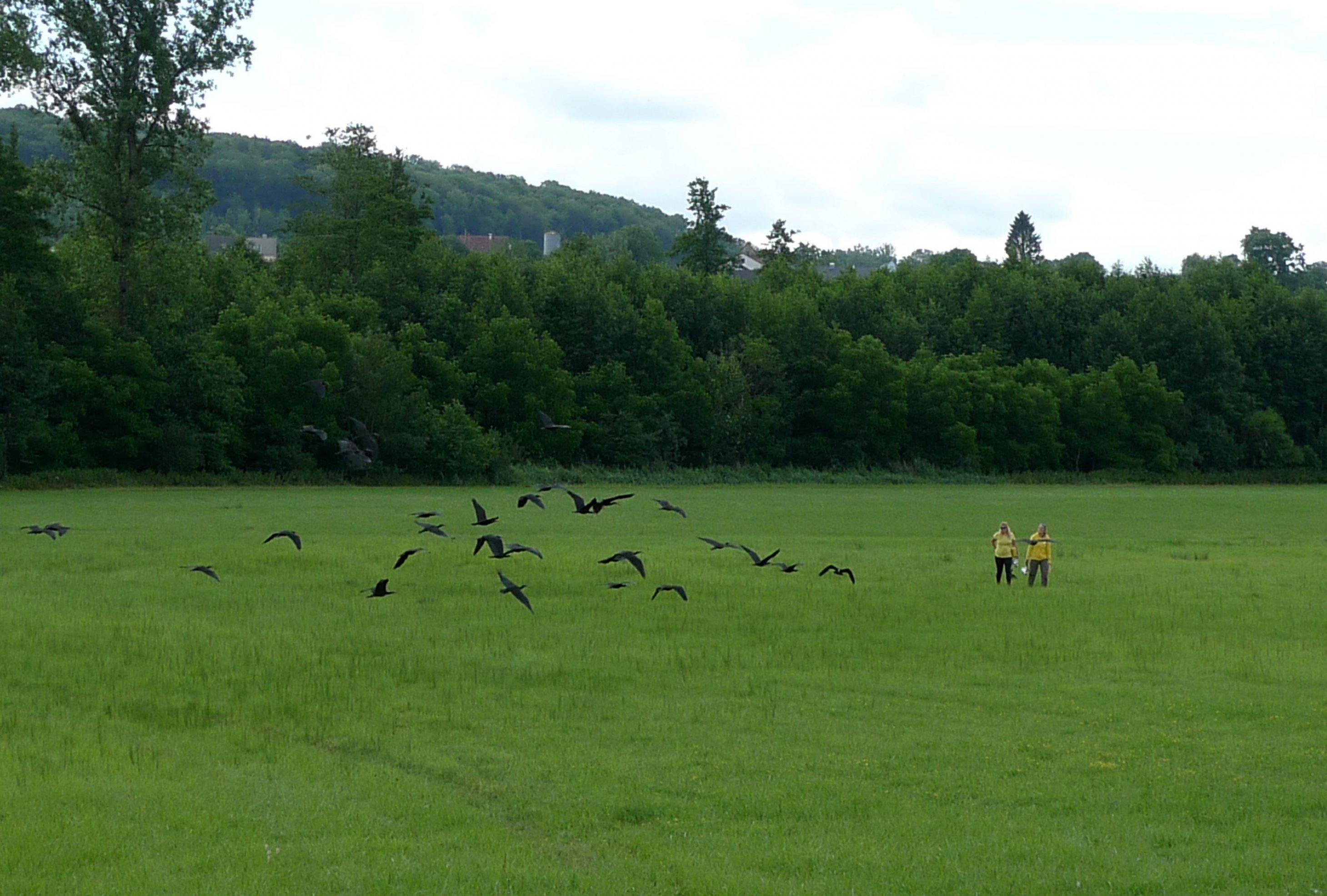 Waldrappe ziehen Kreise um ihre Ziemütter Helena Wehner und Barbara Steininger, die auf einer Wiese stehen.