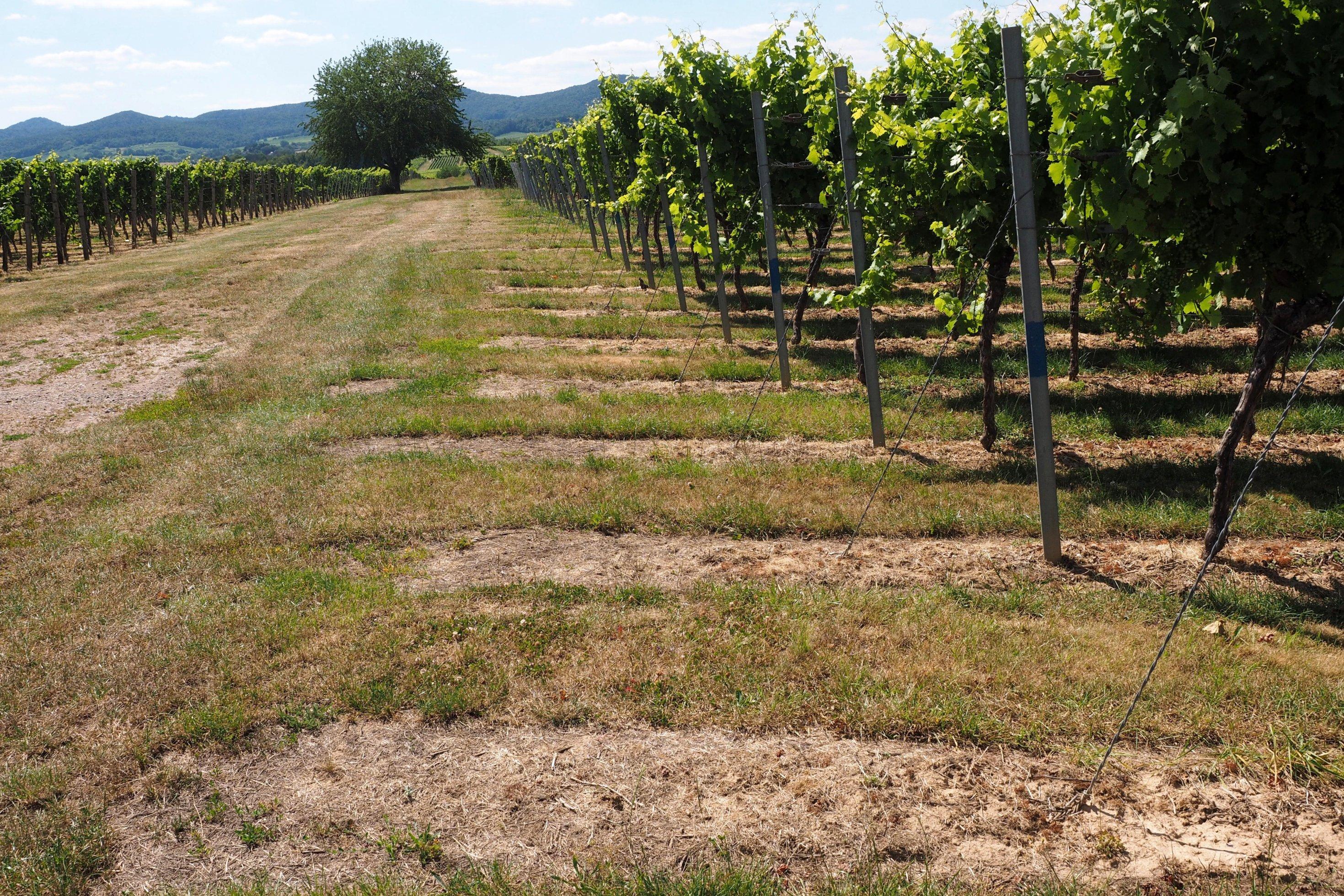 Halbtotale Weinbaugebiet. Gut sichtbar sind die bräunlichen Stellen unter den Weinstöcken. Dort kam Glyphosat zum Einsatz.