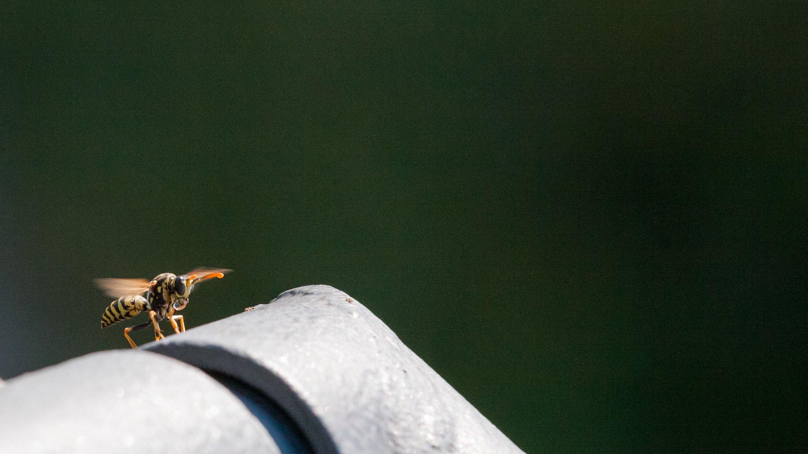 Eine Wespe sitzt auf einem Geländer. Sie hat ein Tröpfchen Wasser im Mund und fächert mit den Flügeln.