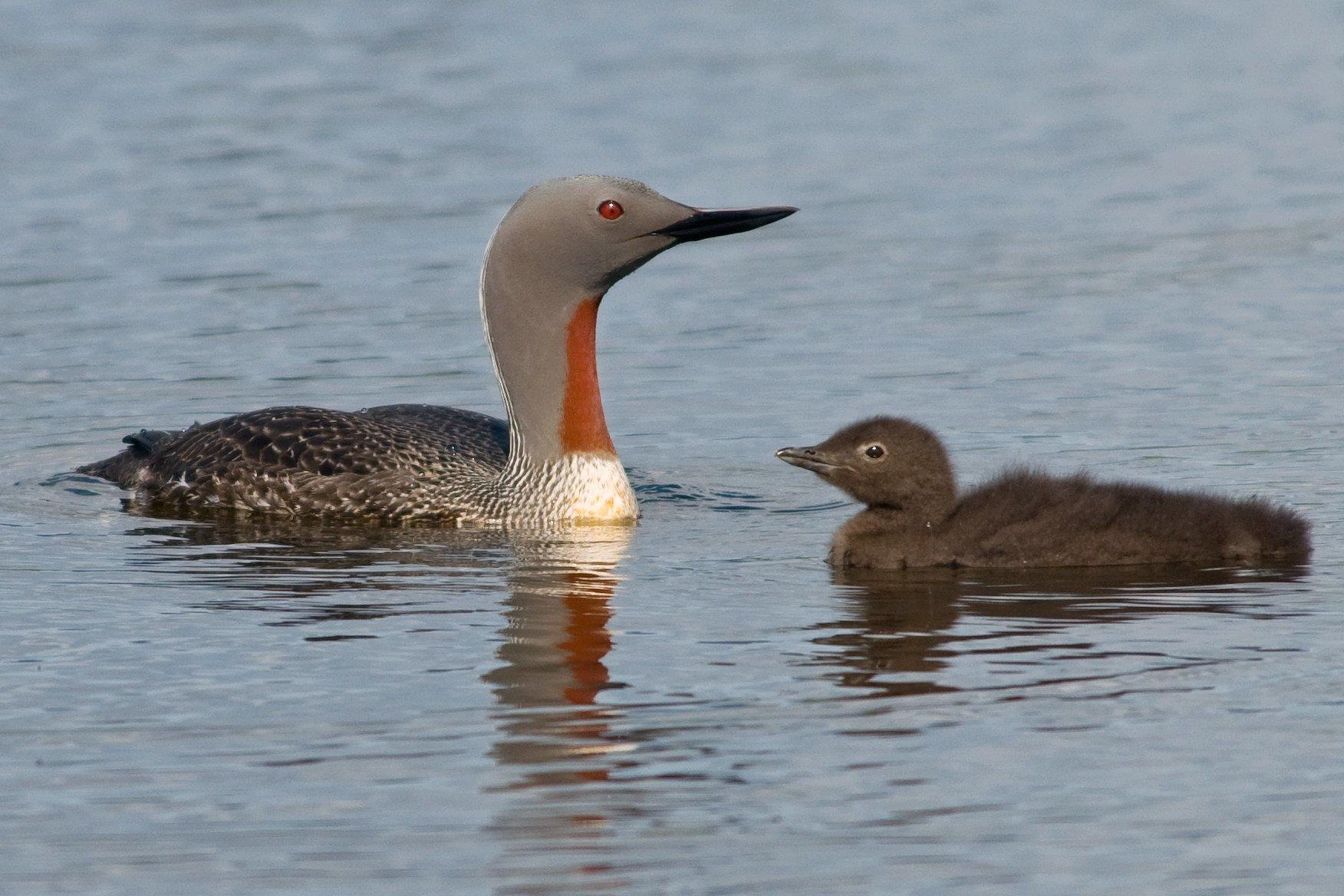 Ein erwachsener Sterntaucher und ein Jungvogel auf dem Wasser.