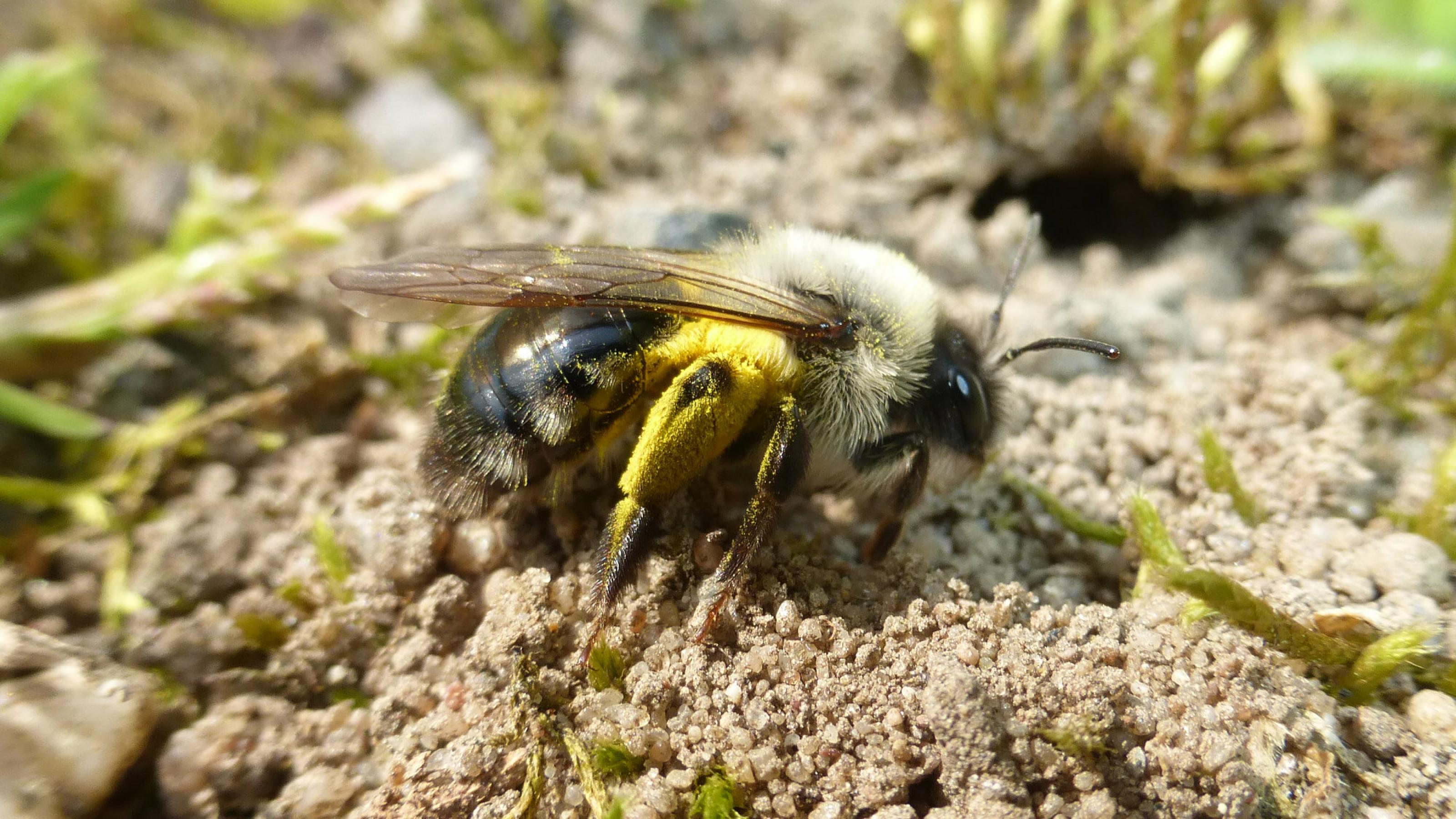 Weibliche Sandbiene sitzt mit angelegten Flügeln auf sandigem Boden, die Hinterbeine gelb mit Pollen.