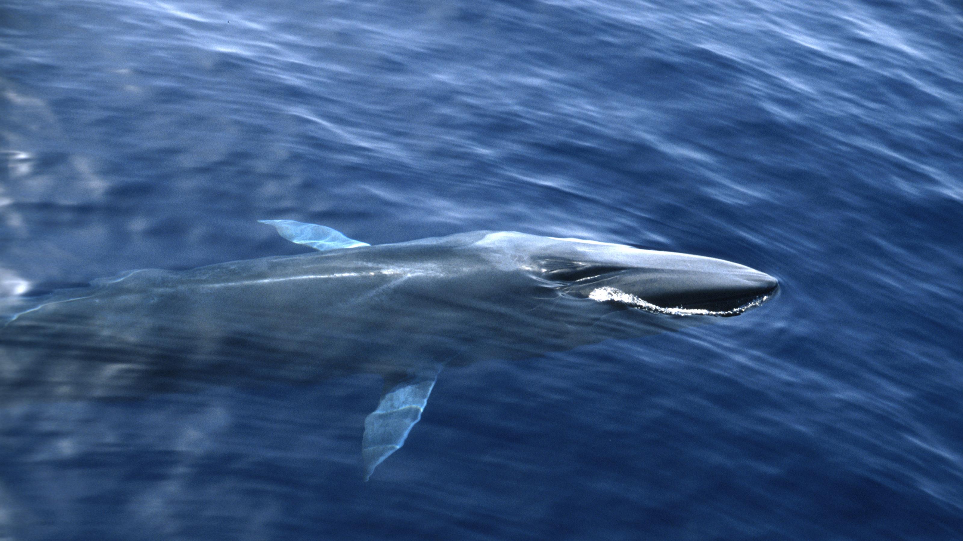 Ein schlanker Finnwal taucht aus dem Ozean auf und zerschneidet mit seinem langen Leib die Wasseroberfläche. Sein Blasloch ist zu sehen. die