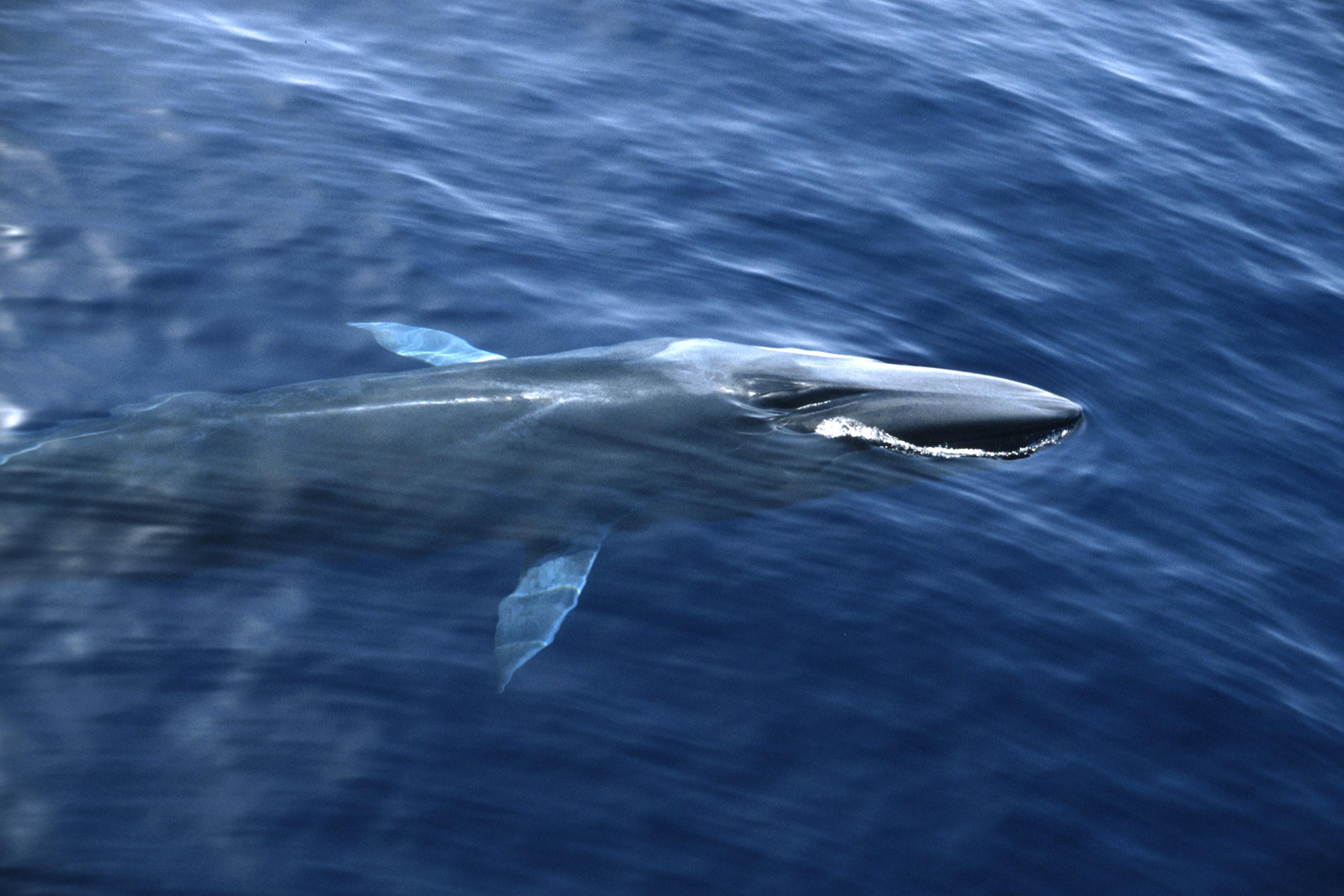 Ein schlanker Finnwal taucht aus dem Ozean auf und zerschneidet mit seinem langen Leib die Wasseroberfläche. Sein Blasloch ist zu sehen. die